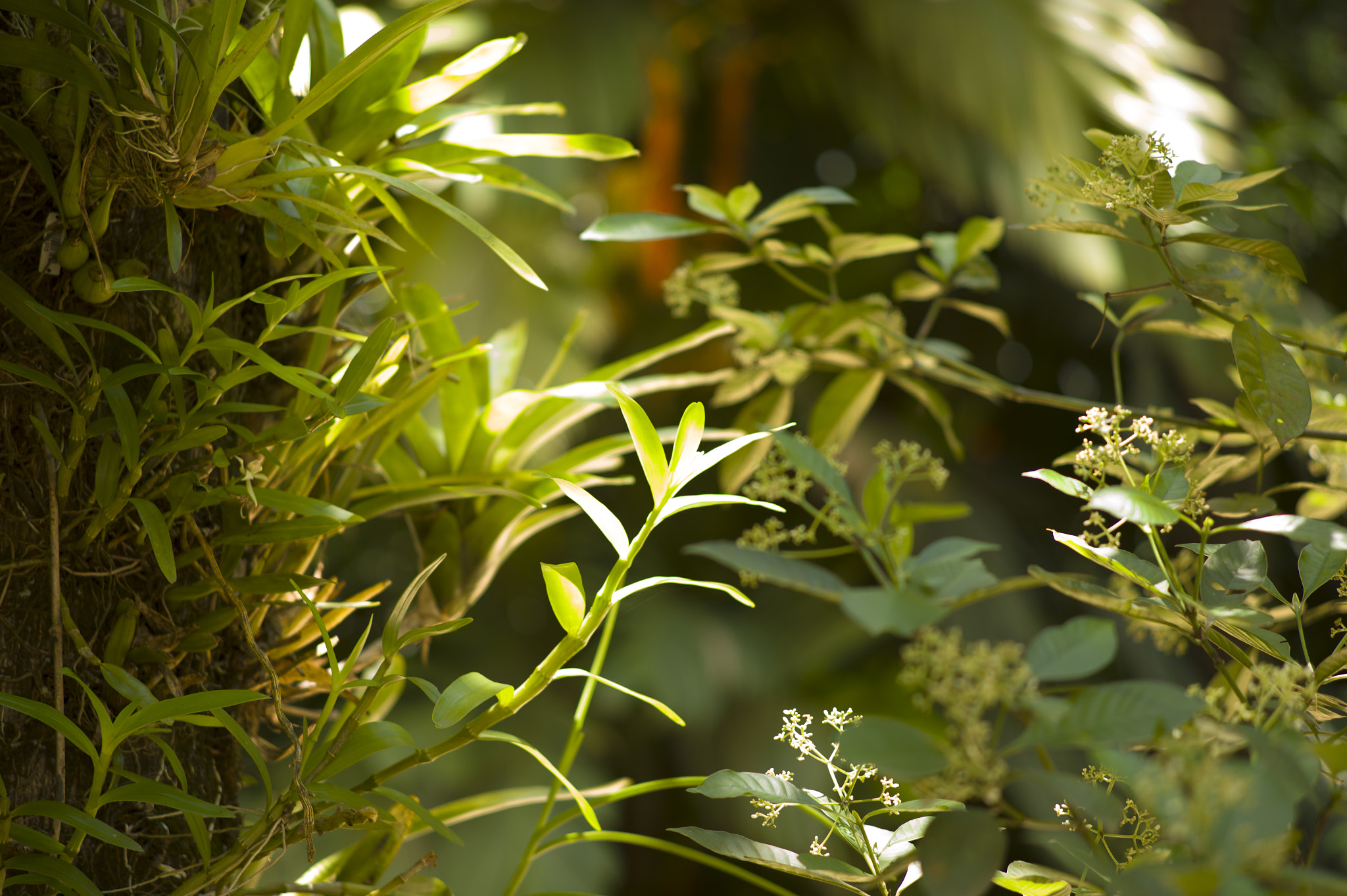 Leica Summarit-M 90mm F2.5 sample photo. Inhotim brazil photography