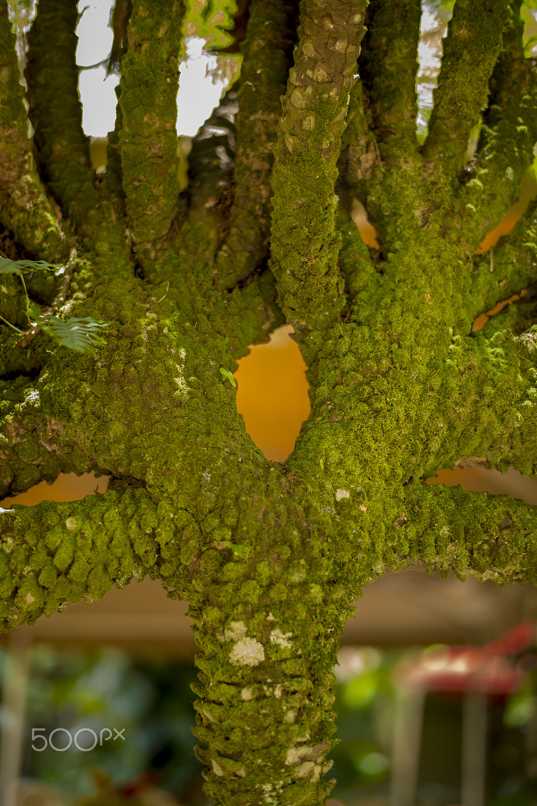 Leica M9 + Leica Summilux-M 50mm F1.4 ASPH sample photo. Inhotim brazil photography