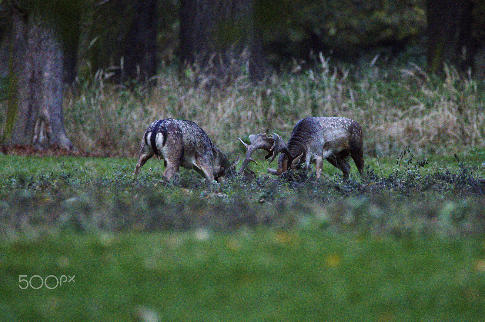 150.00 - 600.00 mm f/5.0 - 6.3 sample photo. Fallow deer photography