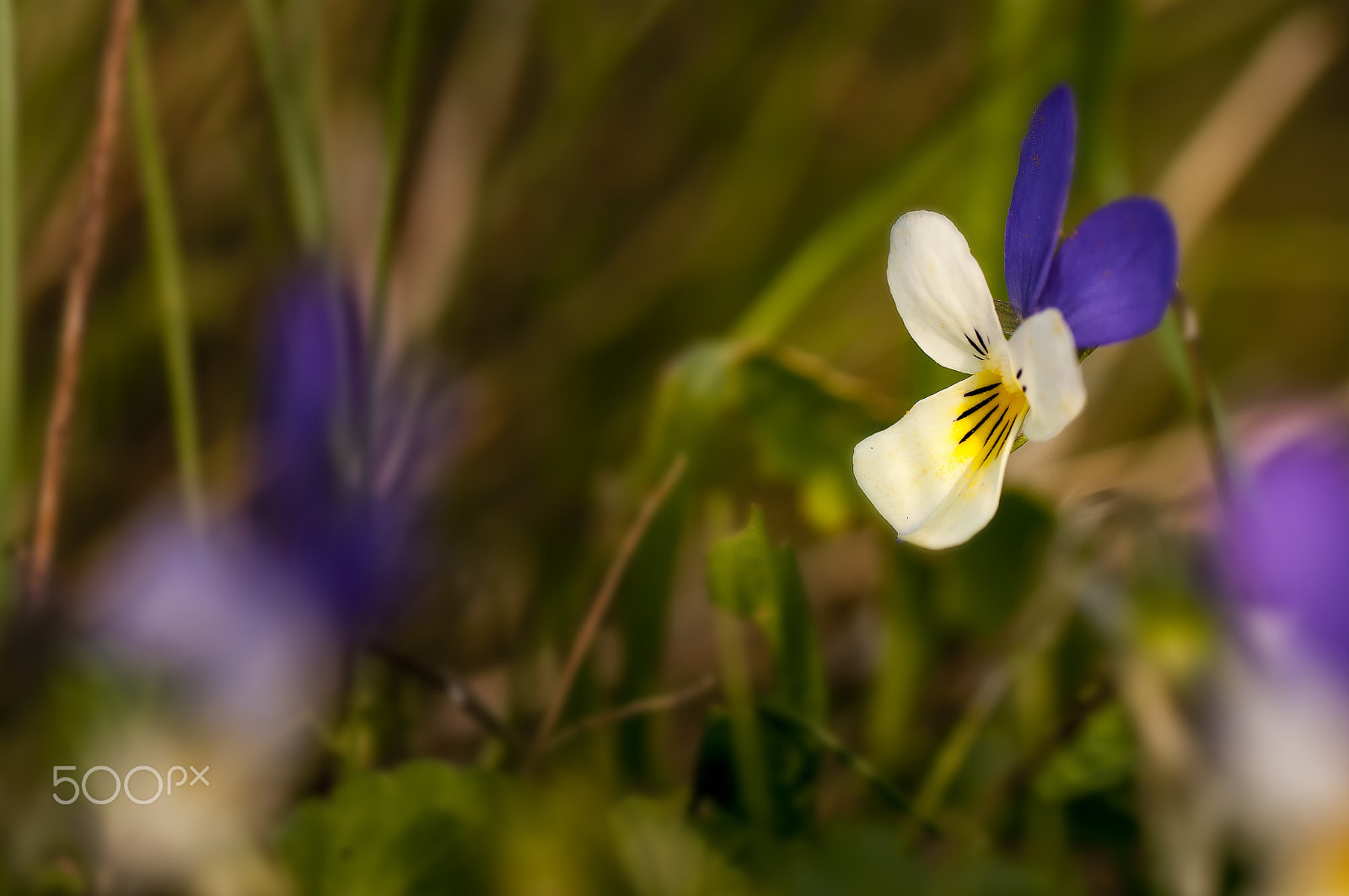 Nikon D300S sample photo. Flor photography