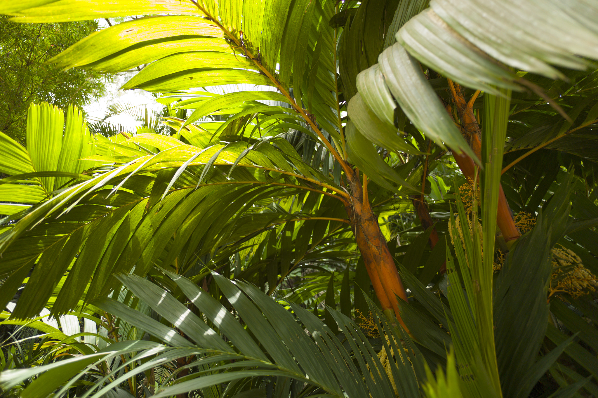 Leica M9 + Leica Elmarit-M 24mm F2.8 ASPH sample photo. Inhotim brazil photography