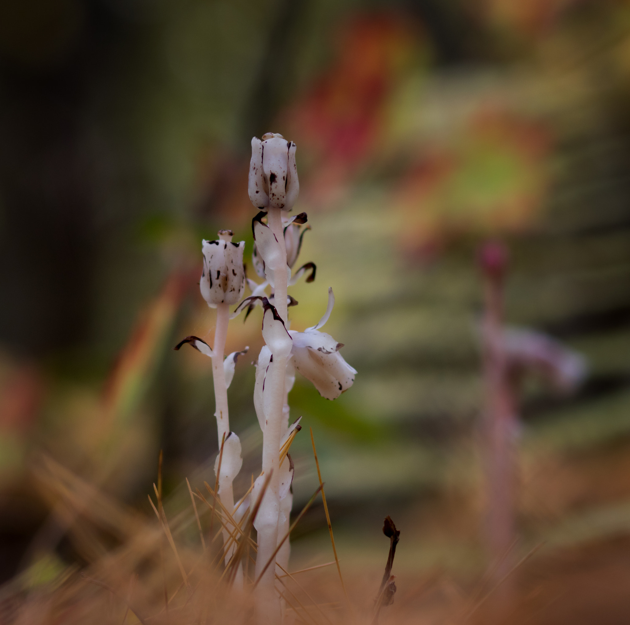Canon EOS 760D (EOS Rebel T6s / EOS 8000D) sample photo. Indianpipe photography