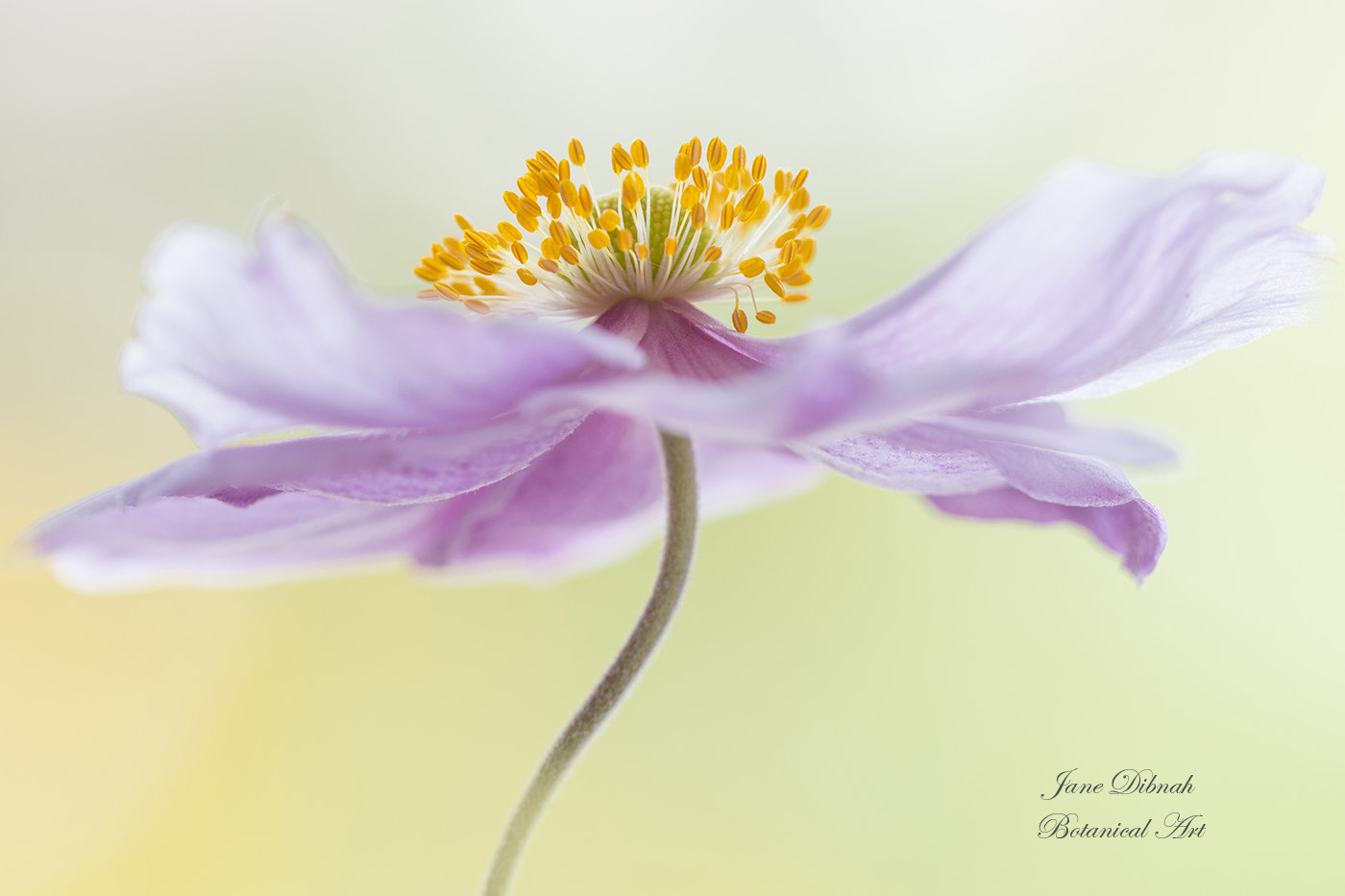 Canon EF 180mm F3.5L Macro USM sample photo. Japanese anemone photography