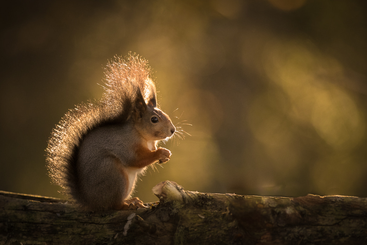 Canon EF 300mm F2.8L IS II USM sample photo. Golden squirrel photography