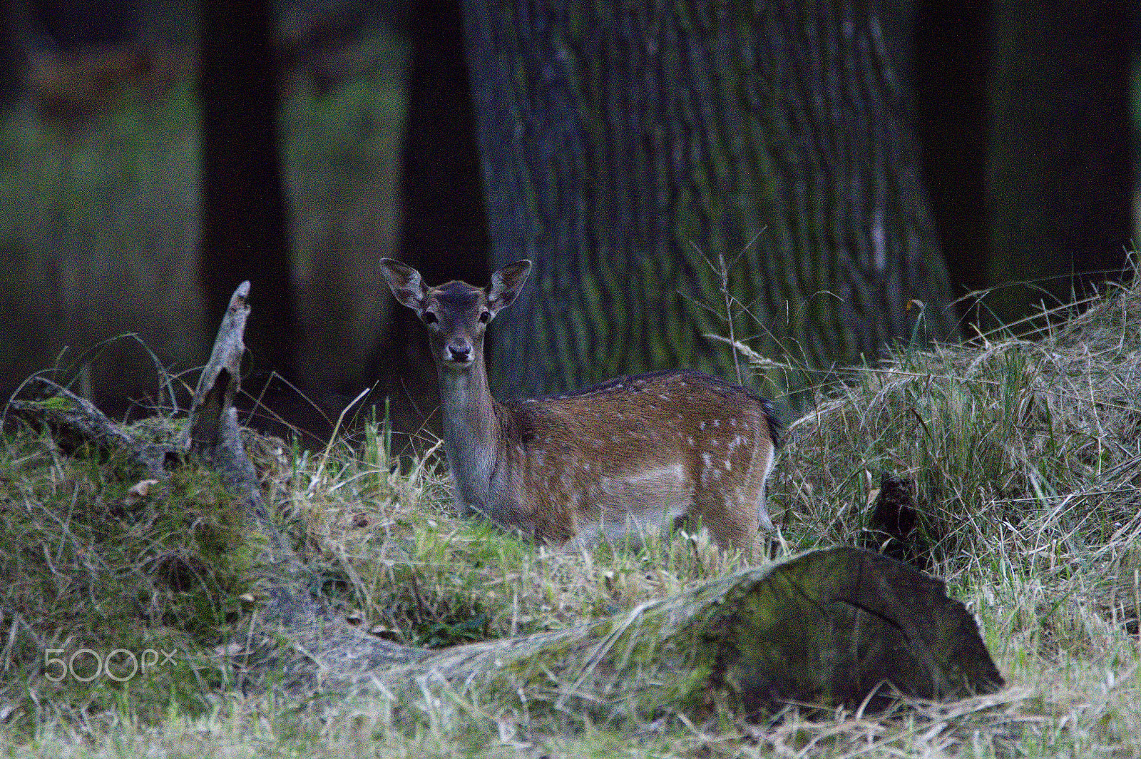 150.00 - 600.00 mm f/5.0 - 6.3 sample photo. Fallow deer photography