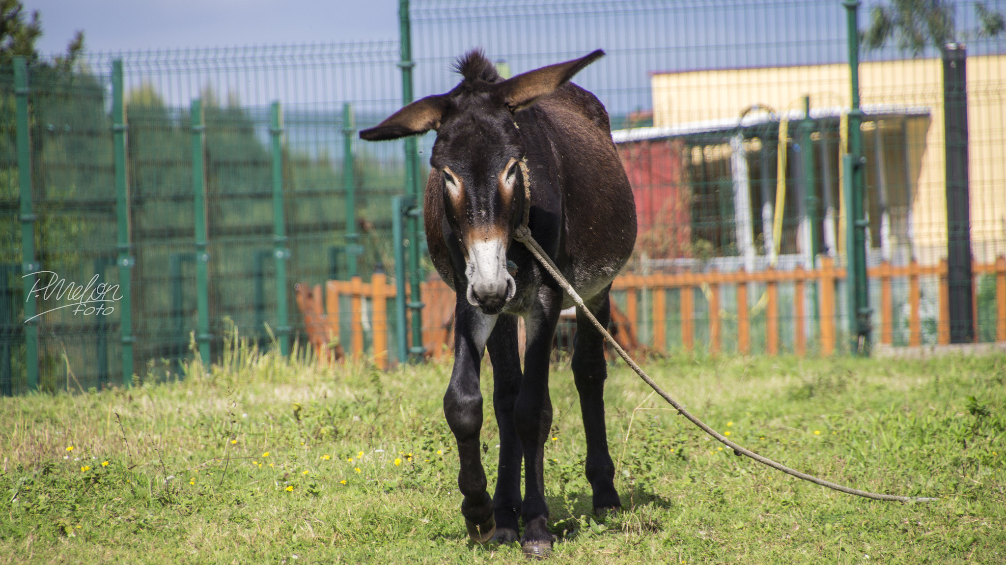 Tamron 16-300mm F3.5-6.3 Di II VC PZD Macro sample photo. Burro photography