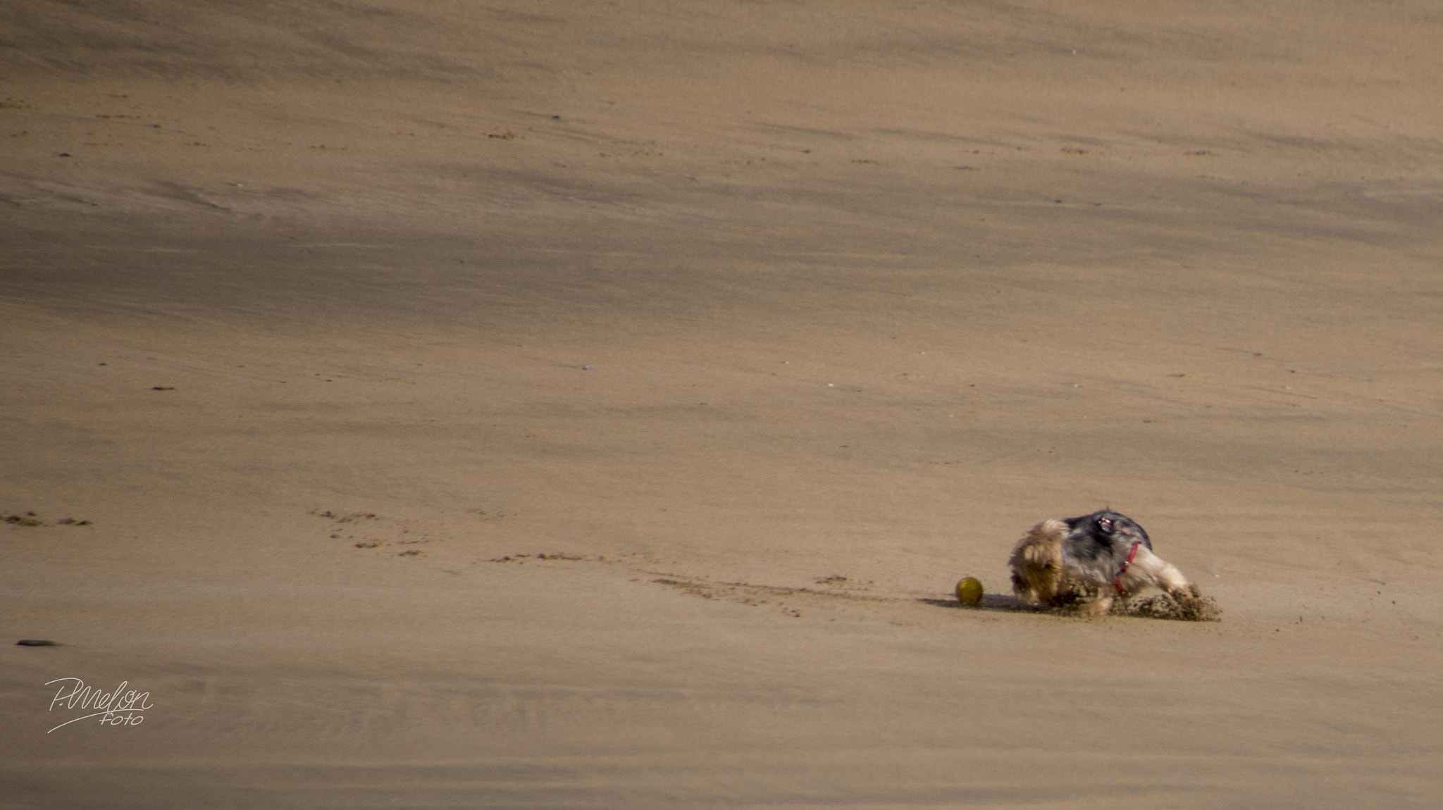 Sony SLT-A58 + Tamron 16-300mm F3.5-6.3 Di II VC PZD Macro sample photo. Perro playero photography