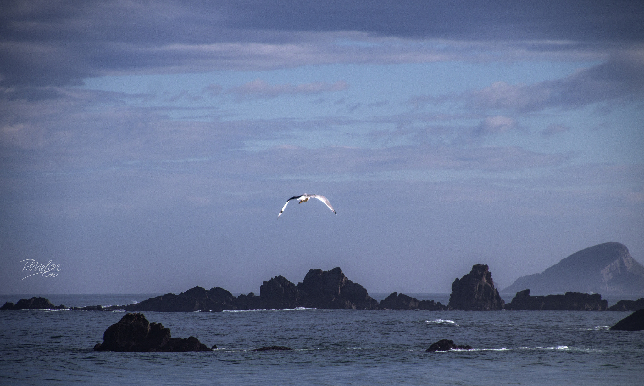 Tamron 16-300mm F3.5-6.3 Di II VC PZD Macro sample photo. Gaviota photography