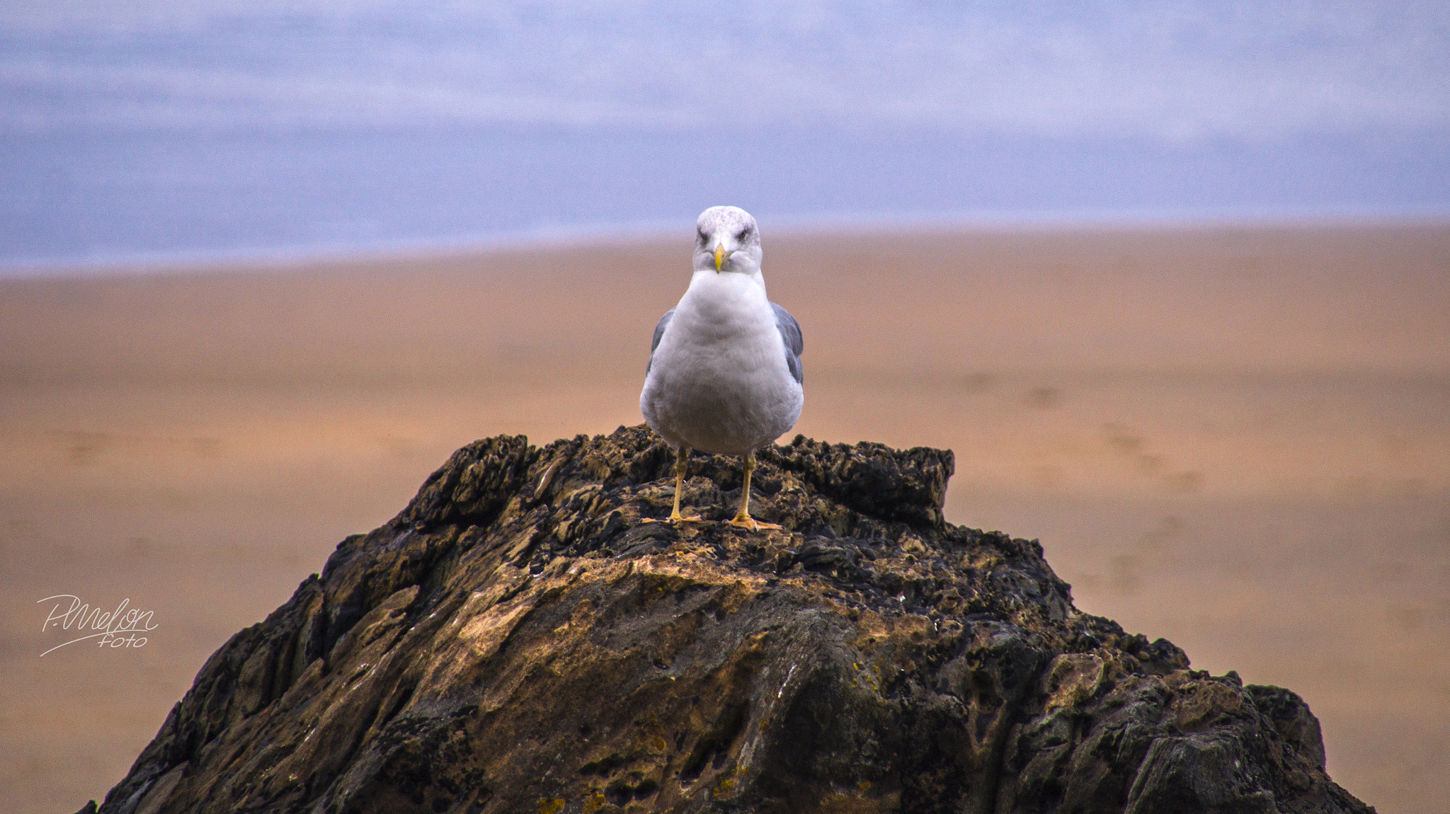 Sony SLT-A58 + Tamron 16-300mm F3.5-6.3 Di II VC PZD Macro sample photo. Gaviota photography