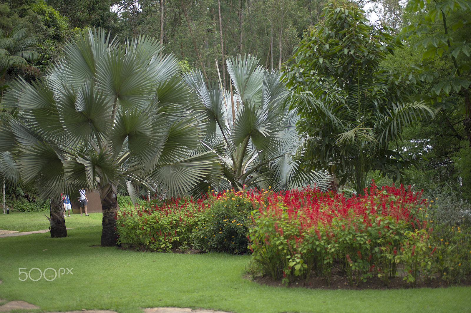 Leica M9 + Leica Summilux-M 50mm F1.4 ASPH sample photo. Inhotim brazil photography
