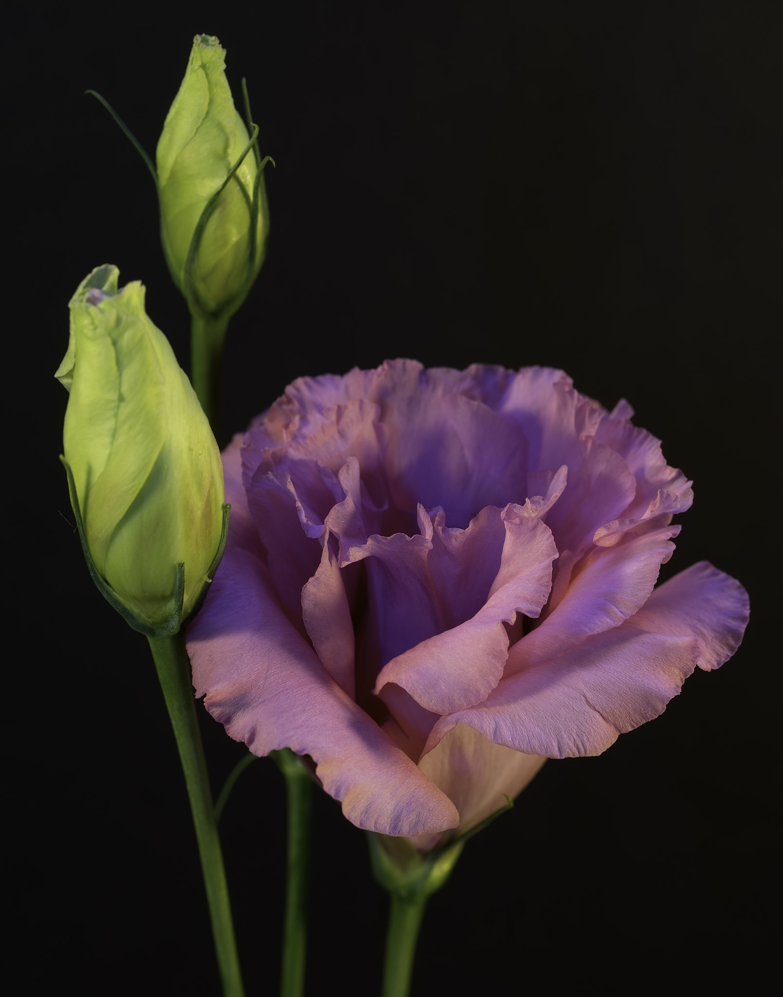 Sony a7 sample photo. Lavender blossom. photography