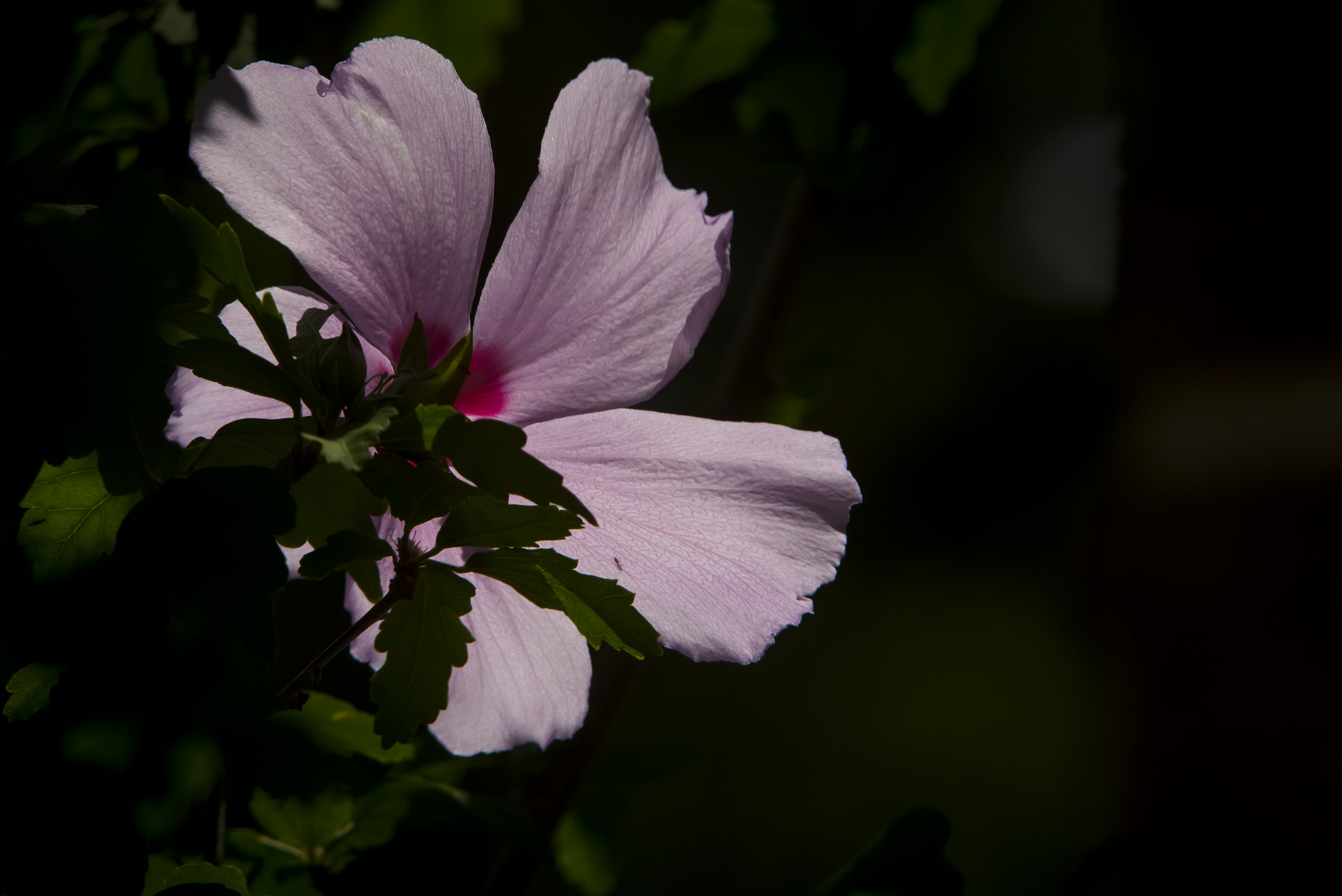 Sigma 70-200mm F2.8 EX DG OS HSM sample photo. Althea photography