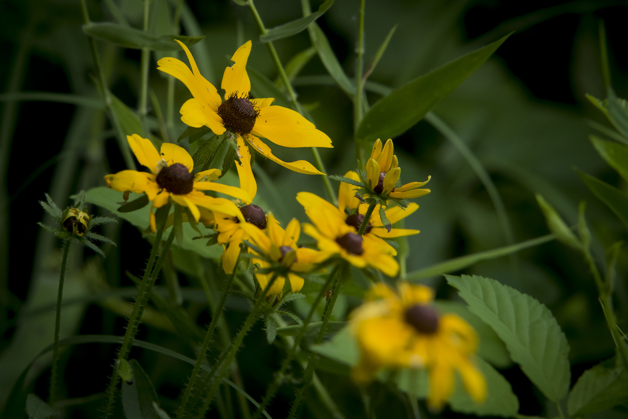 Sigma 70-200mm F2.8 EX DG OS HSM sample photo. Black eyed susans photography