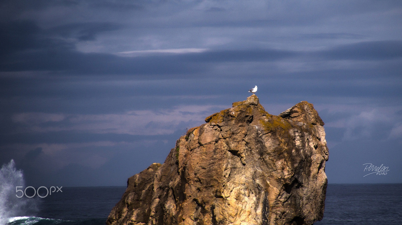 Sony SLT-A58 + Tamron 16-300mm F3.5-6.3 Di II VC PZD Macro sample photo. Gaviota photography