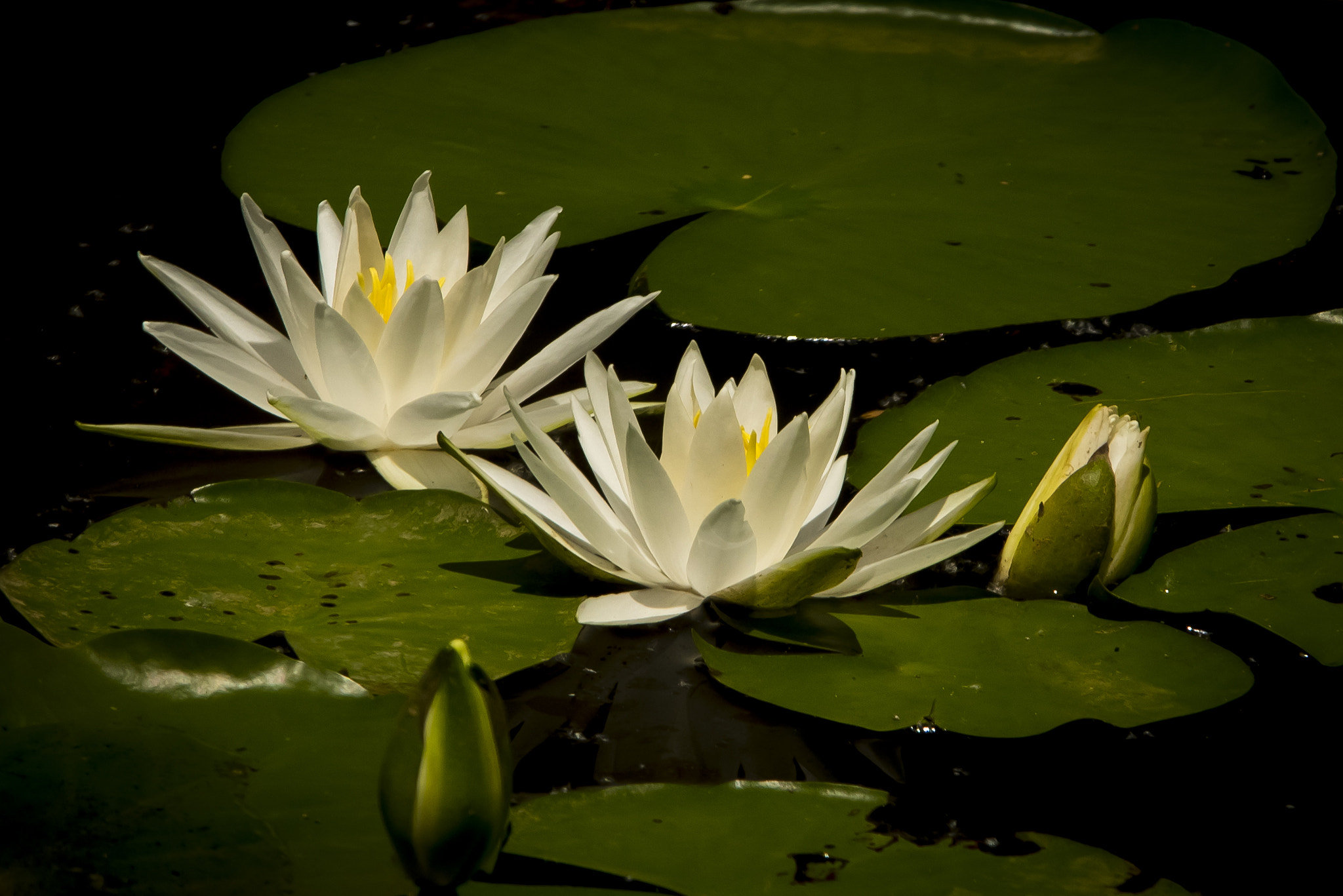 Sigma 70-200mm F2.8 EX DG OS HSM sample photo. A () photography