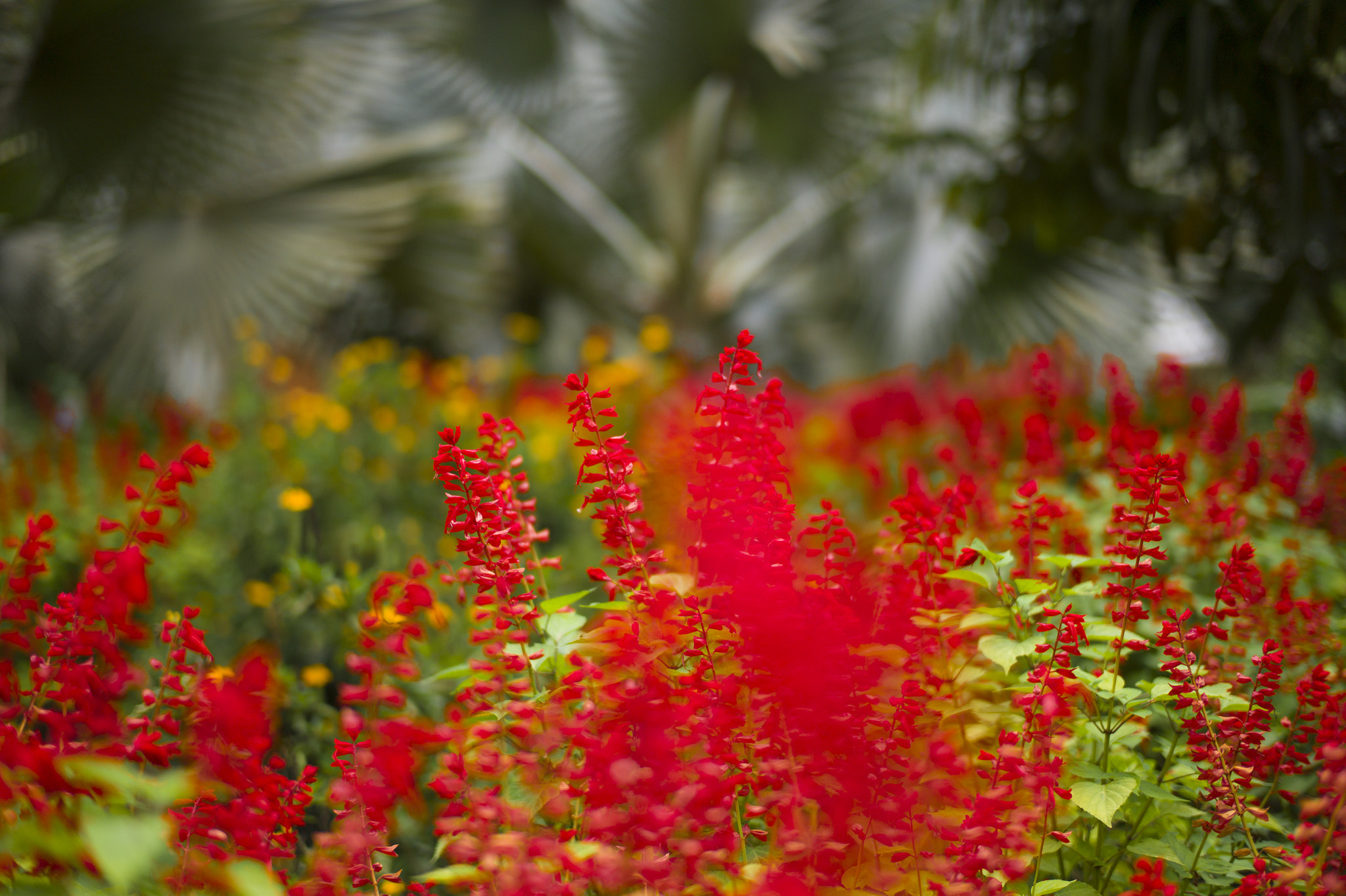 Leica M9 + Leica Summilux-M 50mm F1.4 ASPH sample photo. Inhotim brazil photography