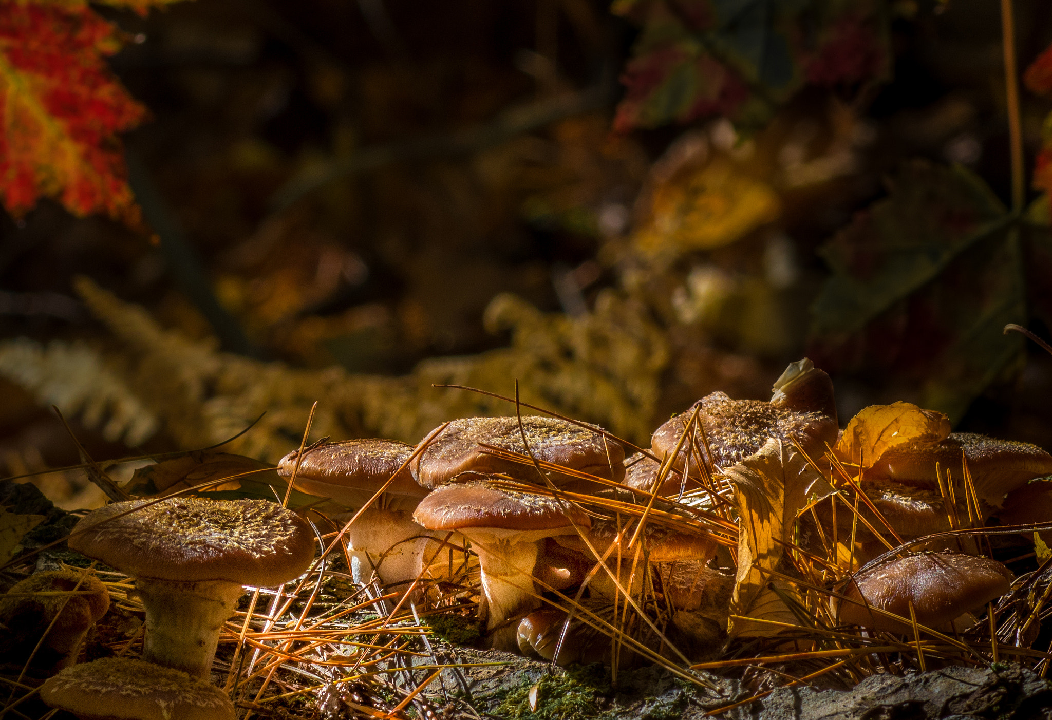 Canon EOS 760D (EOS Rebel T6s / EOS 8000D) sample photo. Shroomglow photography