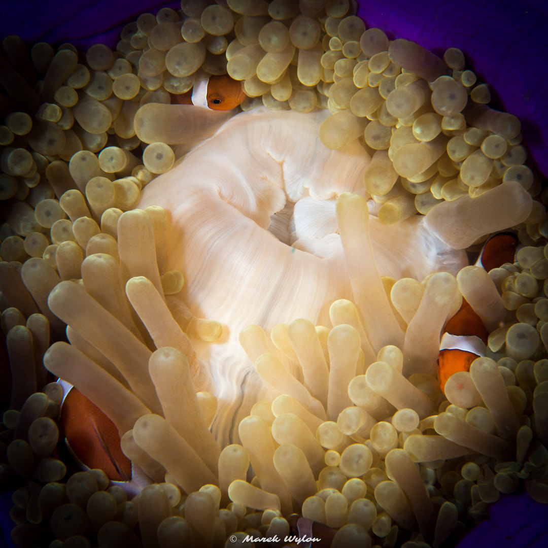 Nikon AF-S Micro-Nikkor 60mm F2.8G ED sample photo. Anemone and anemonefishes | papua | 2016.04.25 photography