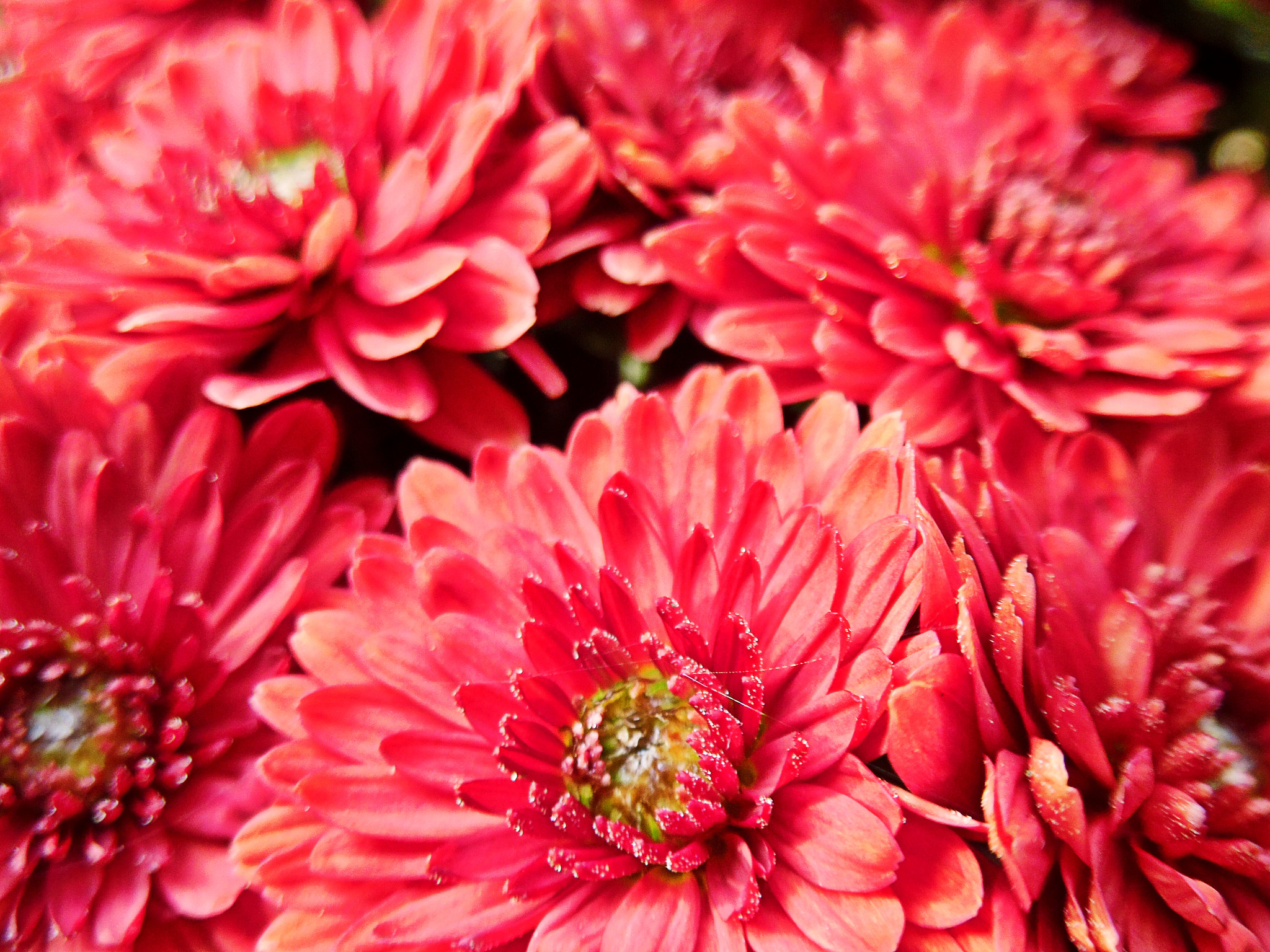 Samsung WB35F/WB36F/WB37F sample photo. Untitled photography
