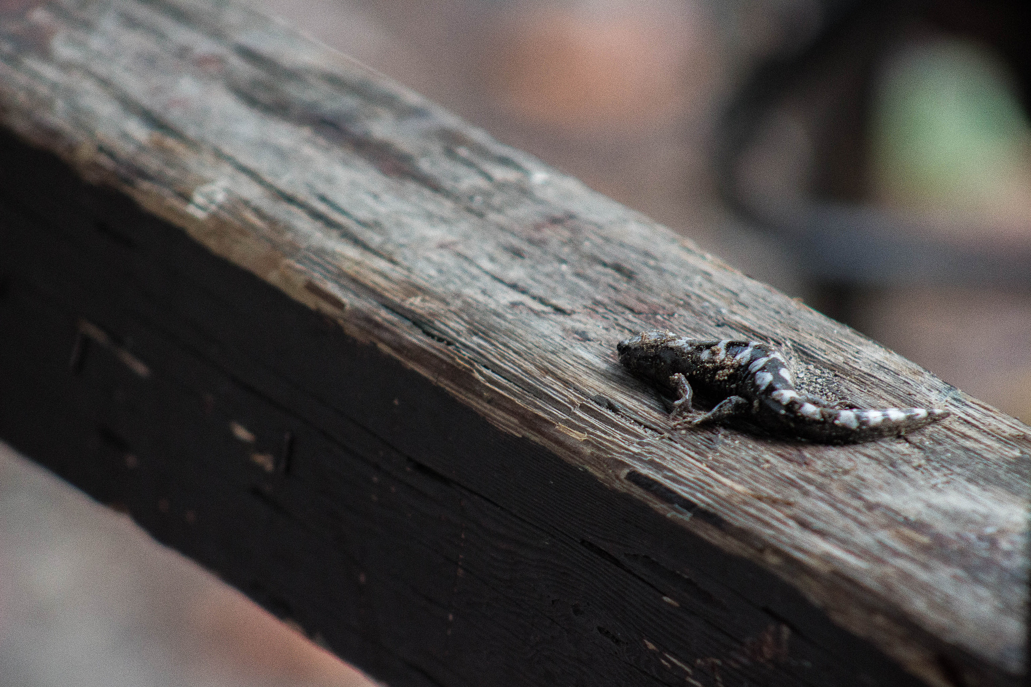 Canon EOS 100D (EOS Rebel SL1 / EOS Kiss X7) + EF75-300mm f/4-5.6 sample photo. Woodland creature photography
