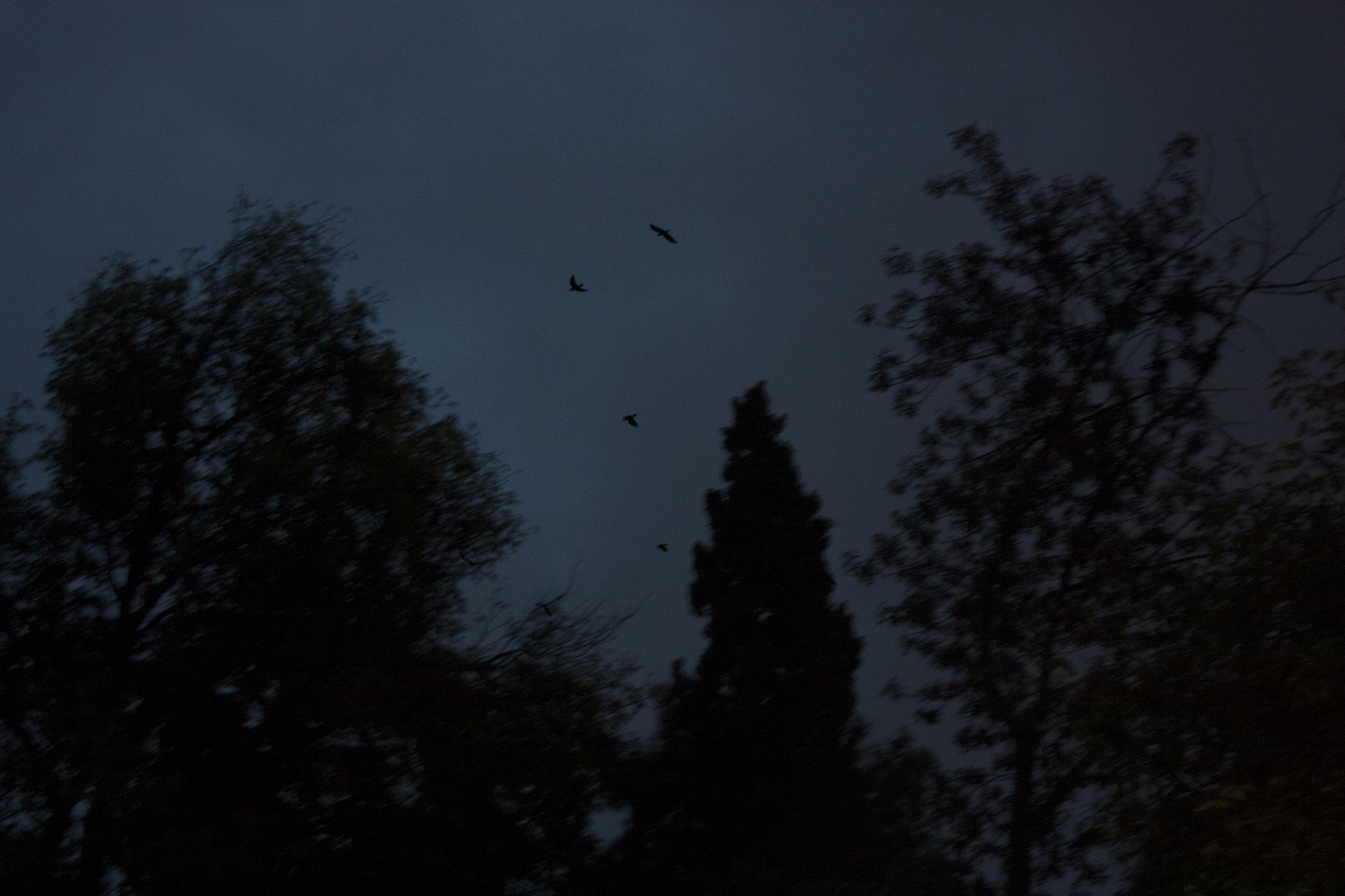 Canon EF 38-76mm f/4.5-5.6 sample photo