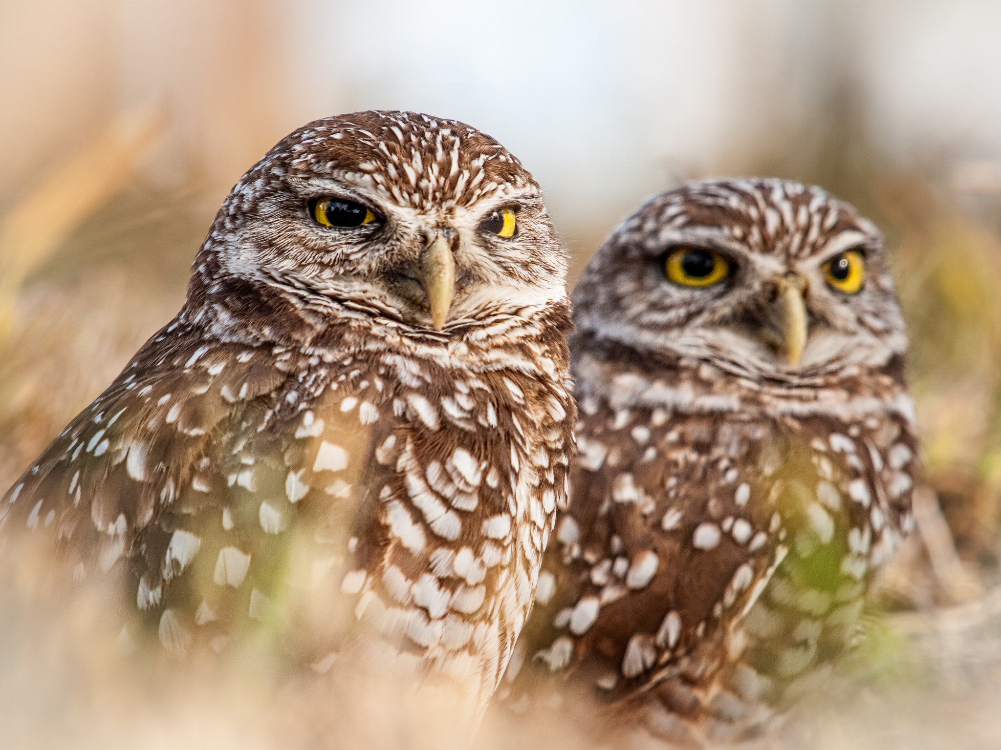 Olympus E-620 (EVOLT E-620) sample photo. Burrowing owl photography