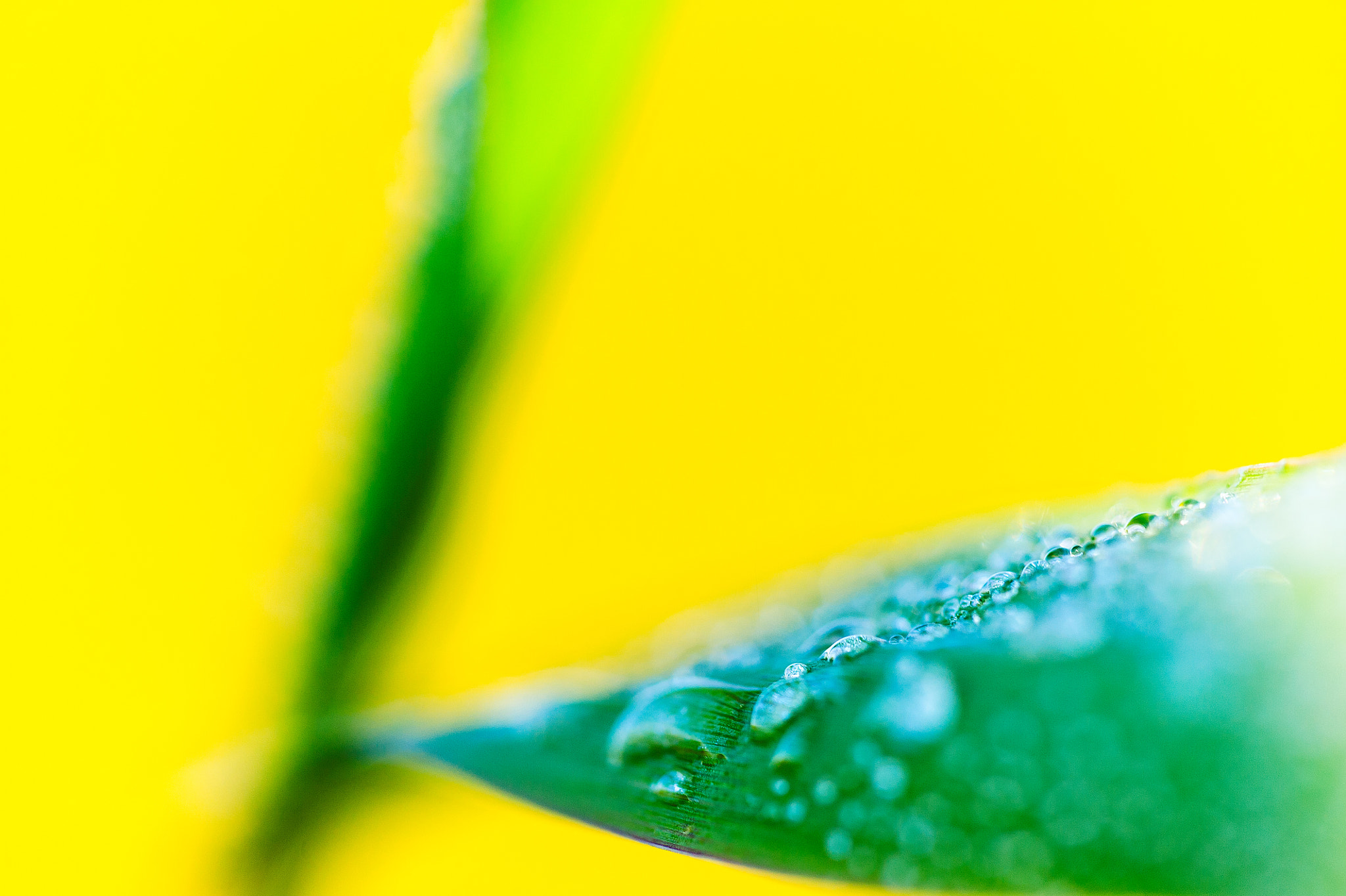 Sigma 150mm F2.8 EX DG Macro HSM sample photo. Fields of gold photography