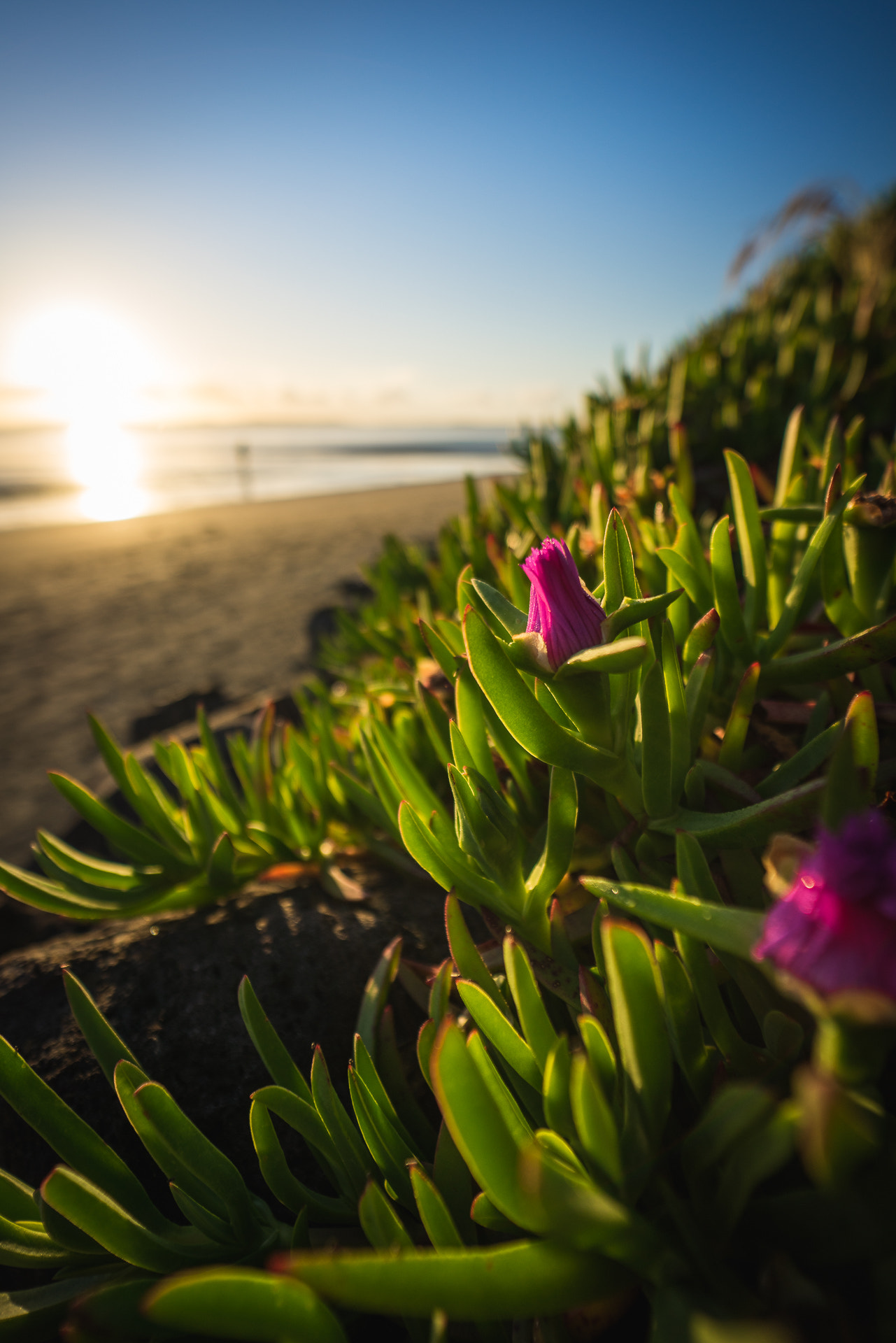 Sony a7R + Samyang AF 14mm F2.8 FE sample photo. Orewa sunrise photography