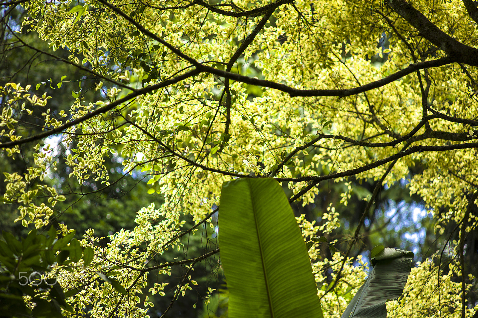 Leica Summarit-M 90mm F2.5 sample photo. Inhotim brazil photography