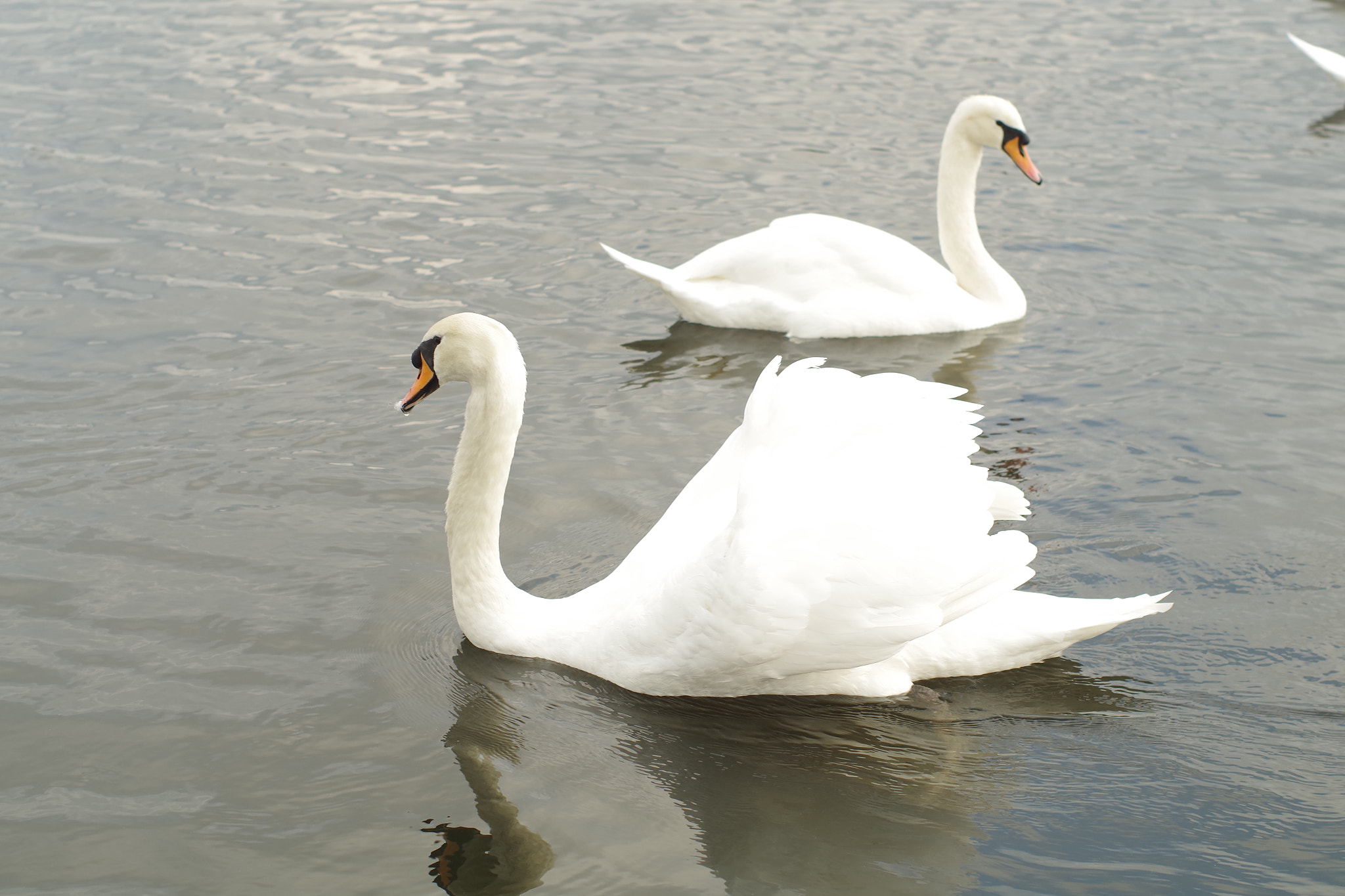 Pentax K-S2 + Pentax smc FA 50mm F1.4 sample photo. Swan at kensington palace photography