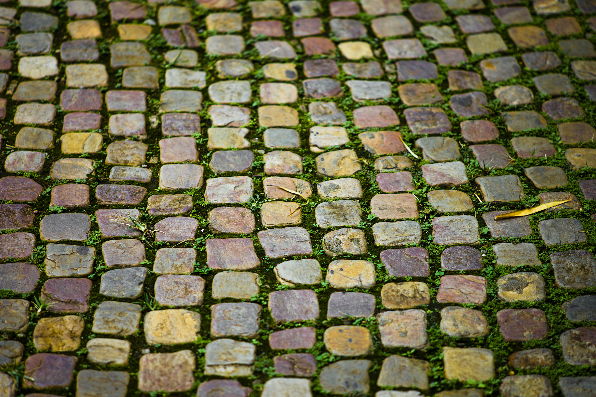 Leica M9 + Leica Summarit-M 90mm F2.5 sample photo. Inhotim brazil photography