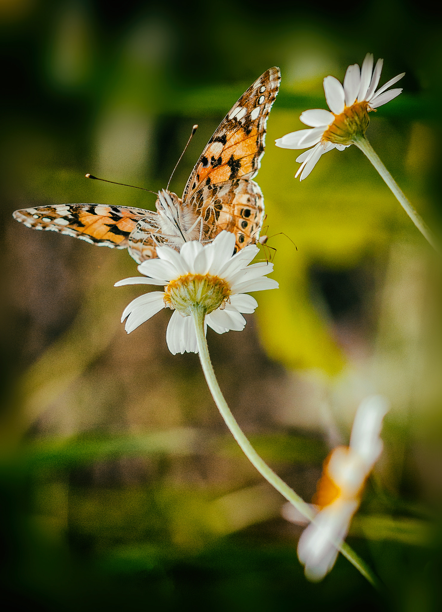 Sigma 105mm F2.8 EX DG OS HSM sample photo. Butterfly photography