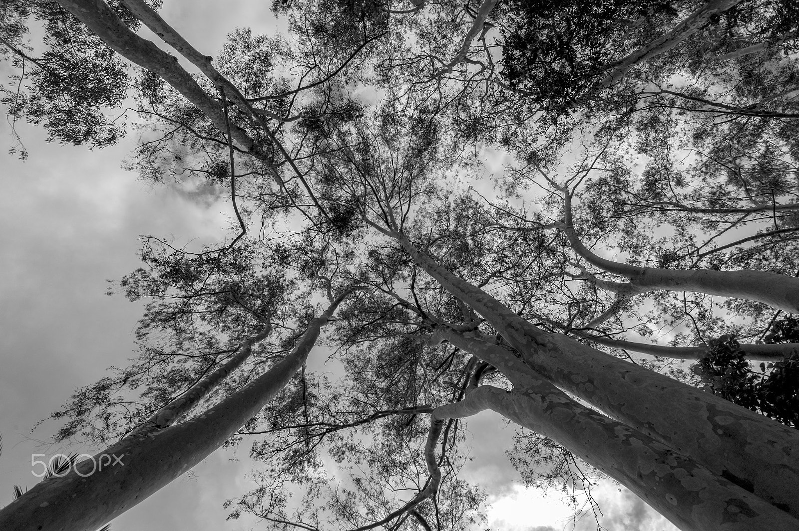 Leica M9 + Leica Elmarit-M 24mm F2.8 ASPH sample photo. Inhotim brazil photography
