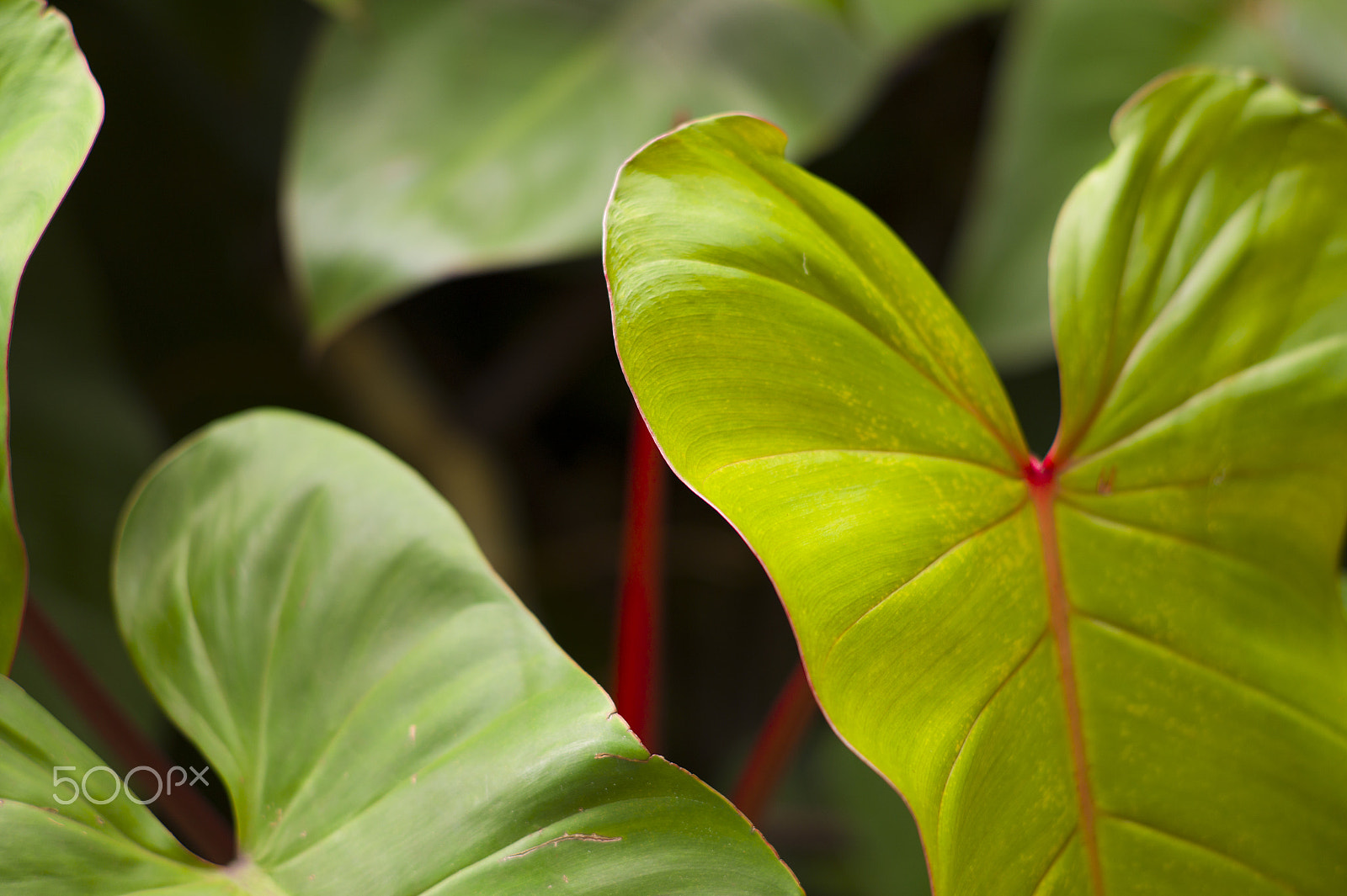 Leica Summarit-M 90mm F2.5 sample photo. Inhotim brazil photography