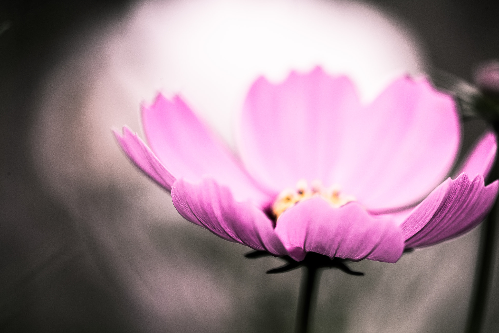 Canon EF 180mm F3.5L Macro USM sample photo. Cosmos photography