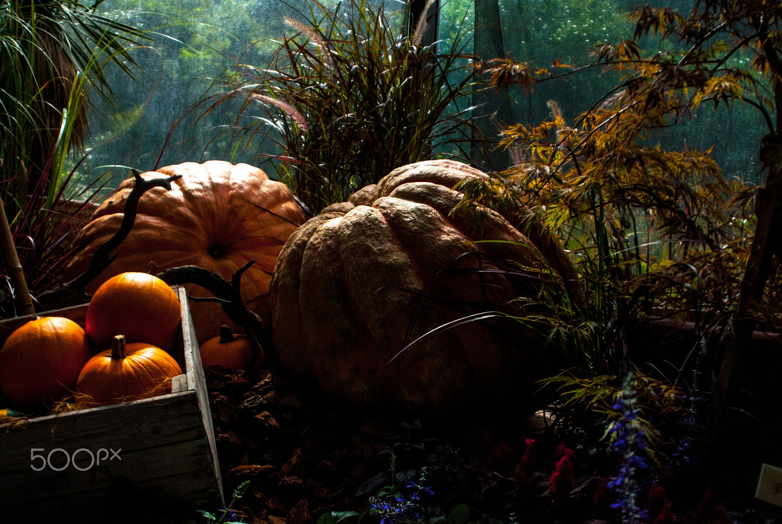 Nikon D200 sample photo. Halloween photography