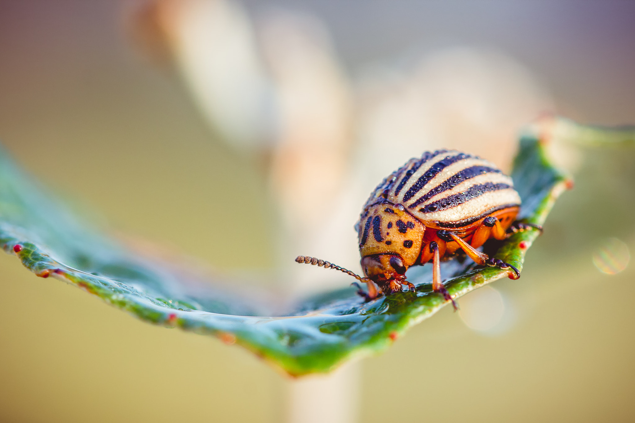 Sigma 105mm F2.8 EX DG OS HSM sample photo. Beetle photography
