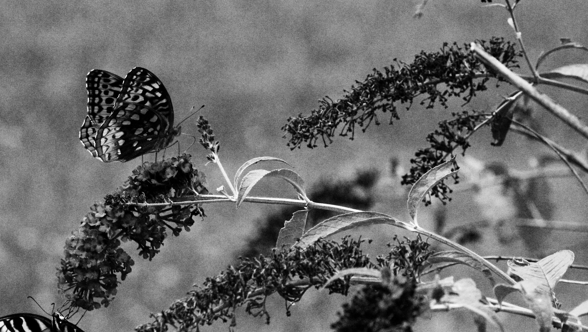 Sigma 70-300mm F4-5.6 APO DG Macro sample photo. Butterfly 2 photography