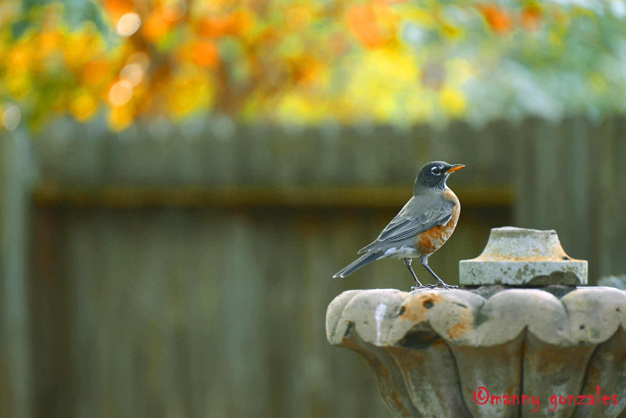 AF Zoom-Nikkor 75-300mm f/4.5-5.6 sample photo. Robin photography
