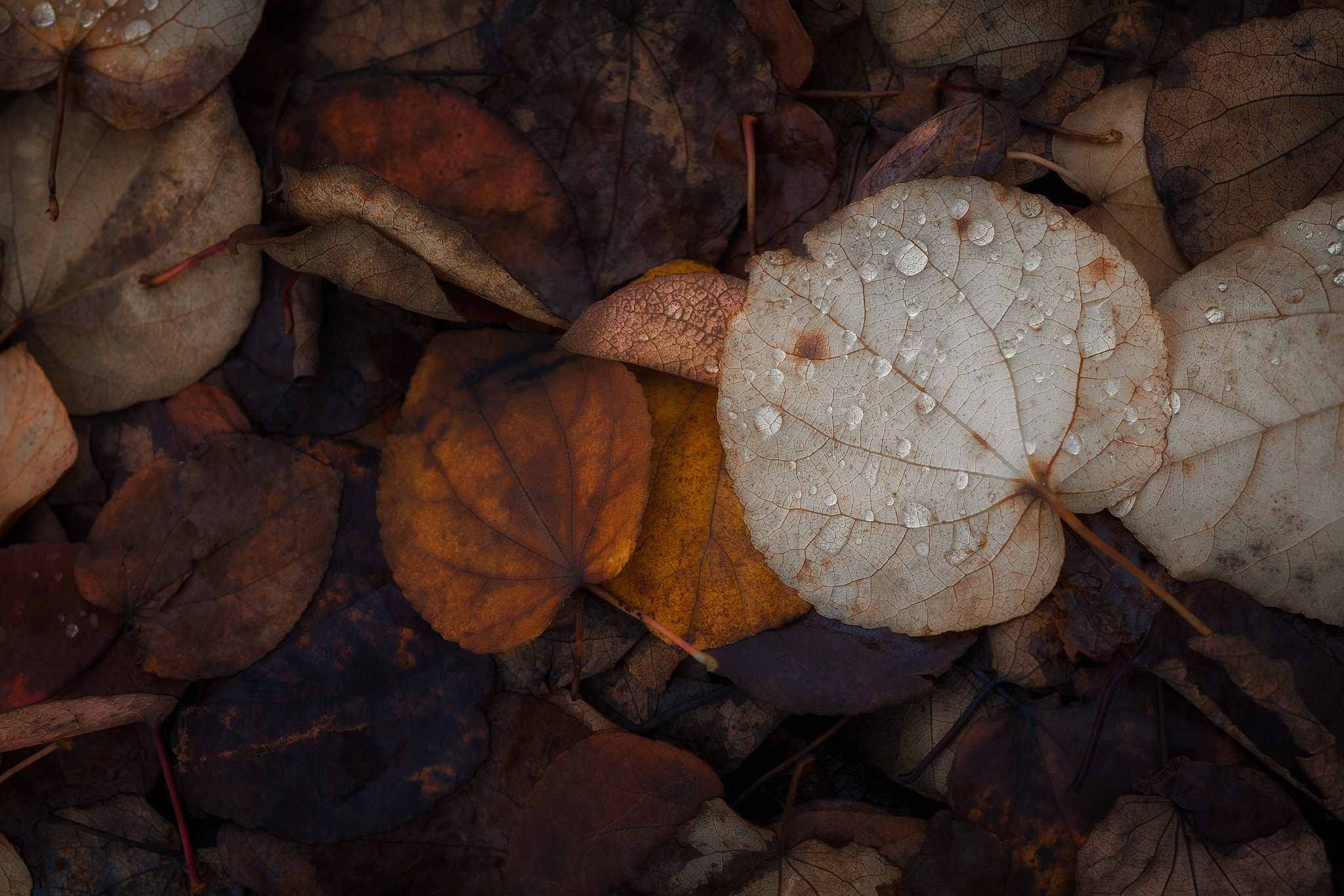 ZEISS Makro-Planar T* 50mm F2 sample photo. Fallen photography