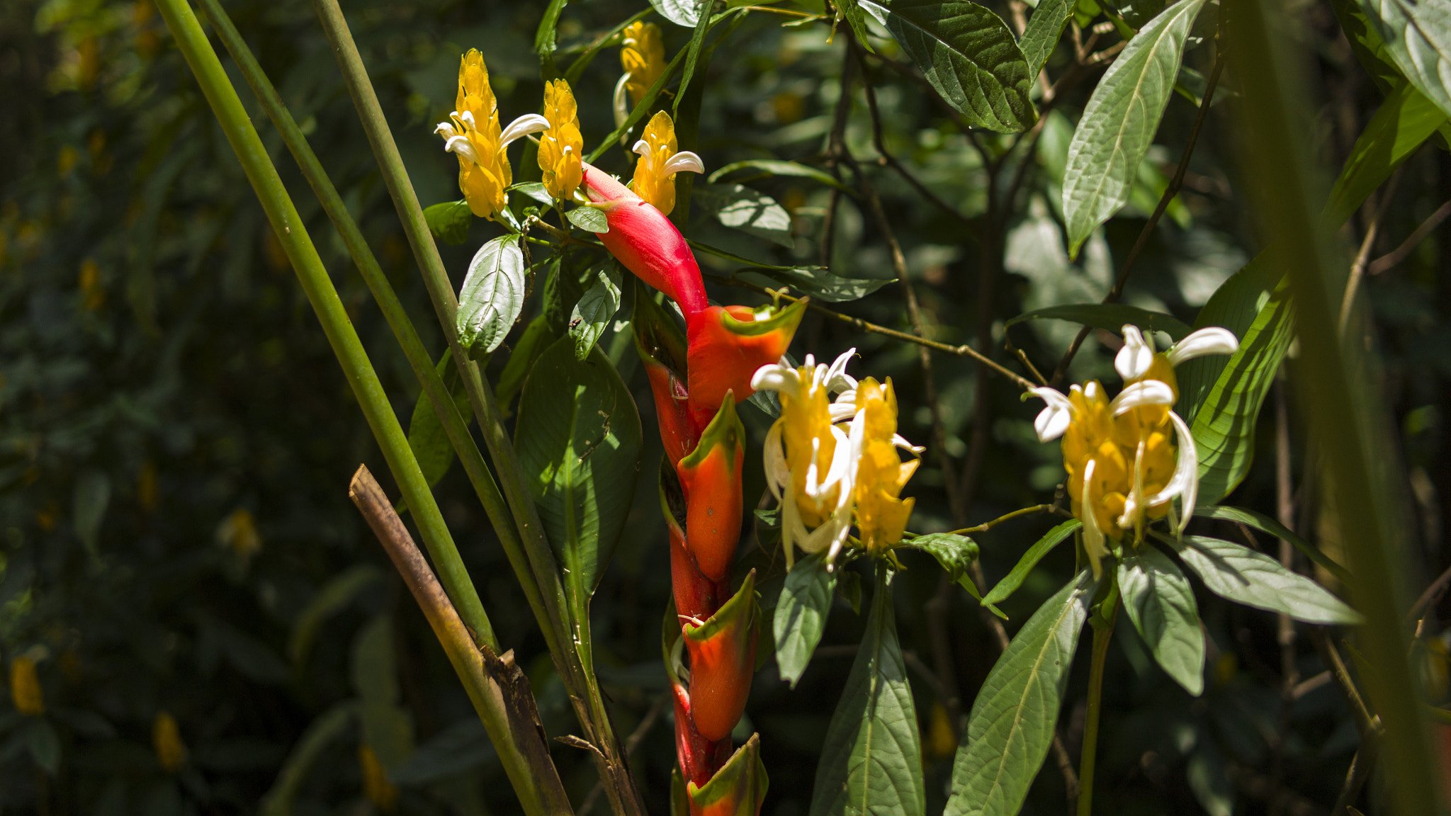 Leica Summarit-M 35mm F2.5 sample photo. Inhotim brazil photography