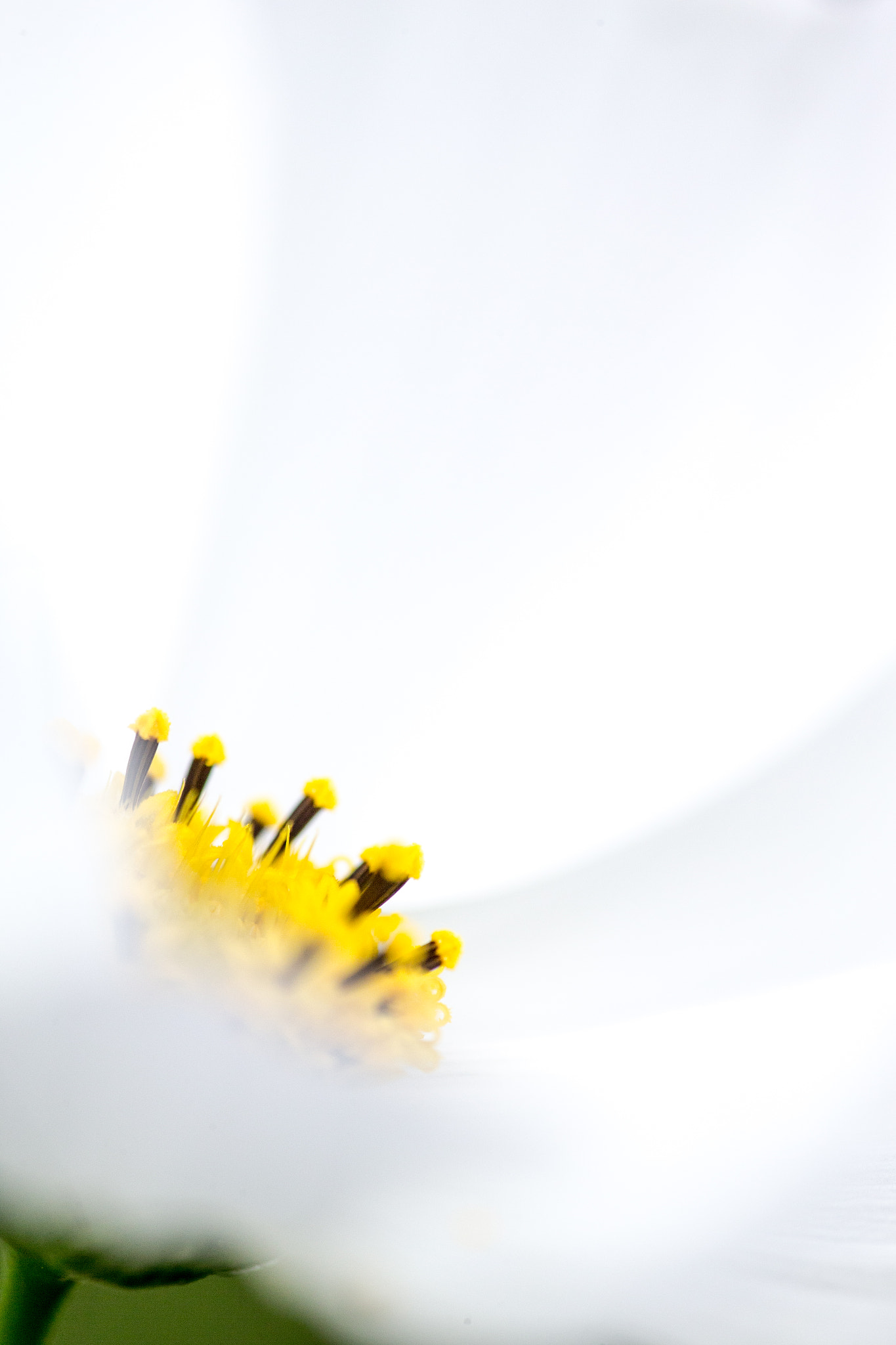 Canon EF 180mm F3.5L Macro USM sample photo. White cosmos photography