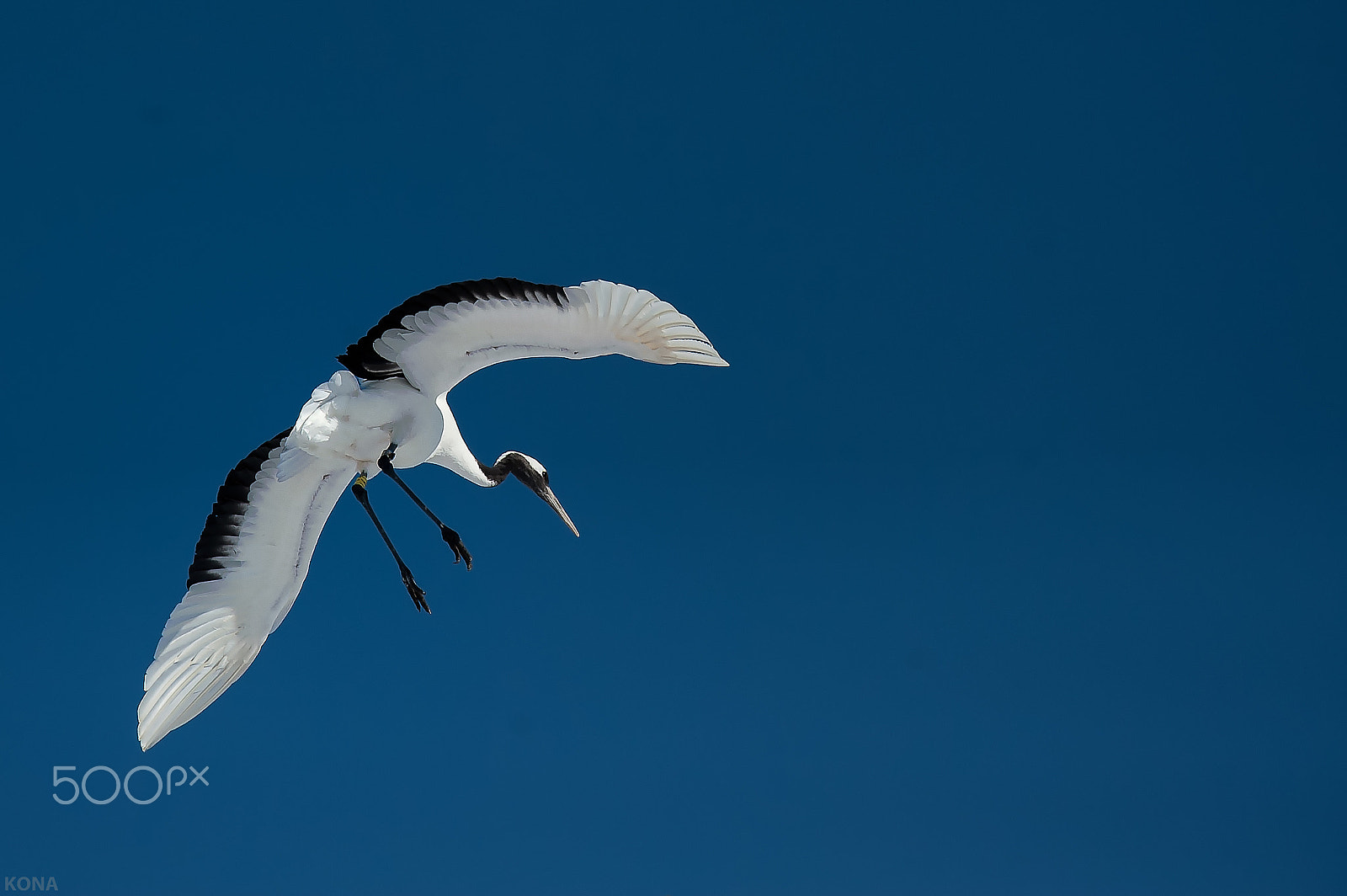 Nikon D3 + Nikon AF-S Nikkor 400mm F2.8G ED VR II sample photo. 29866352043.tantyou photography