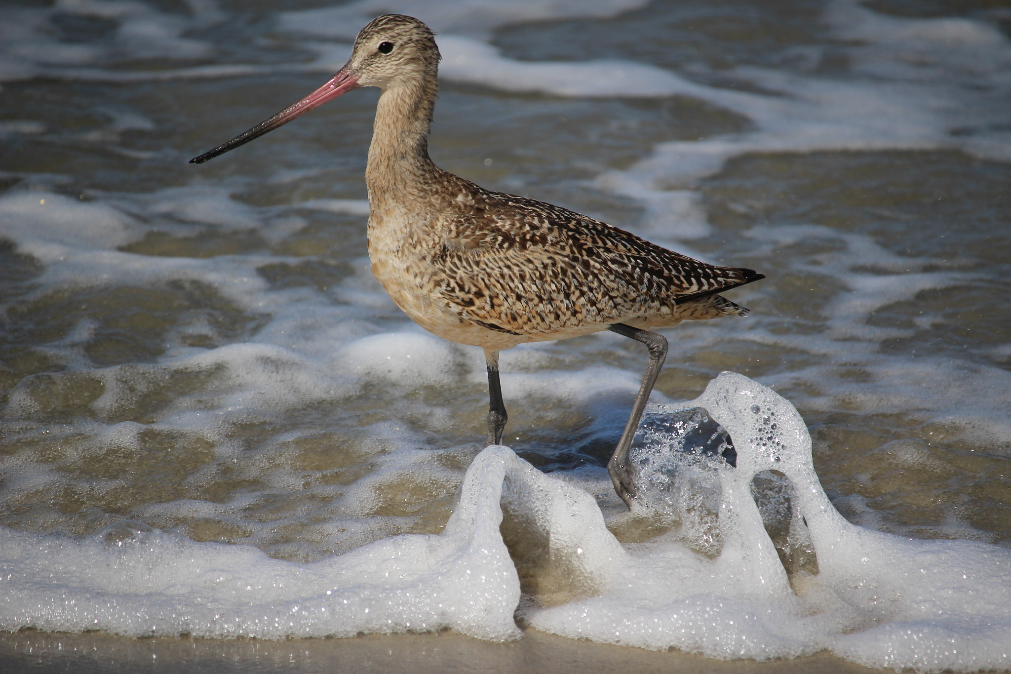 Canon EOS 100D (EOS Rebel SL1 / EOS Kiss X7) + Canon EF-S 55-250mm F4-5.6 IS STM sample photo. Marbled godwit photography