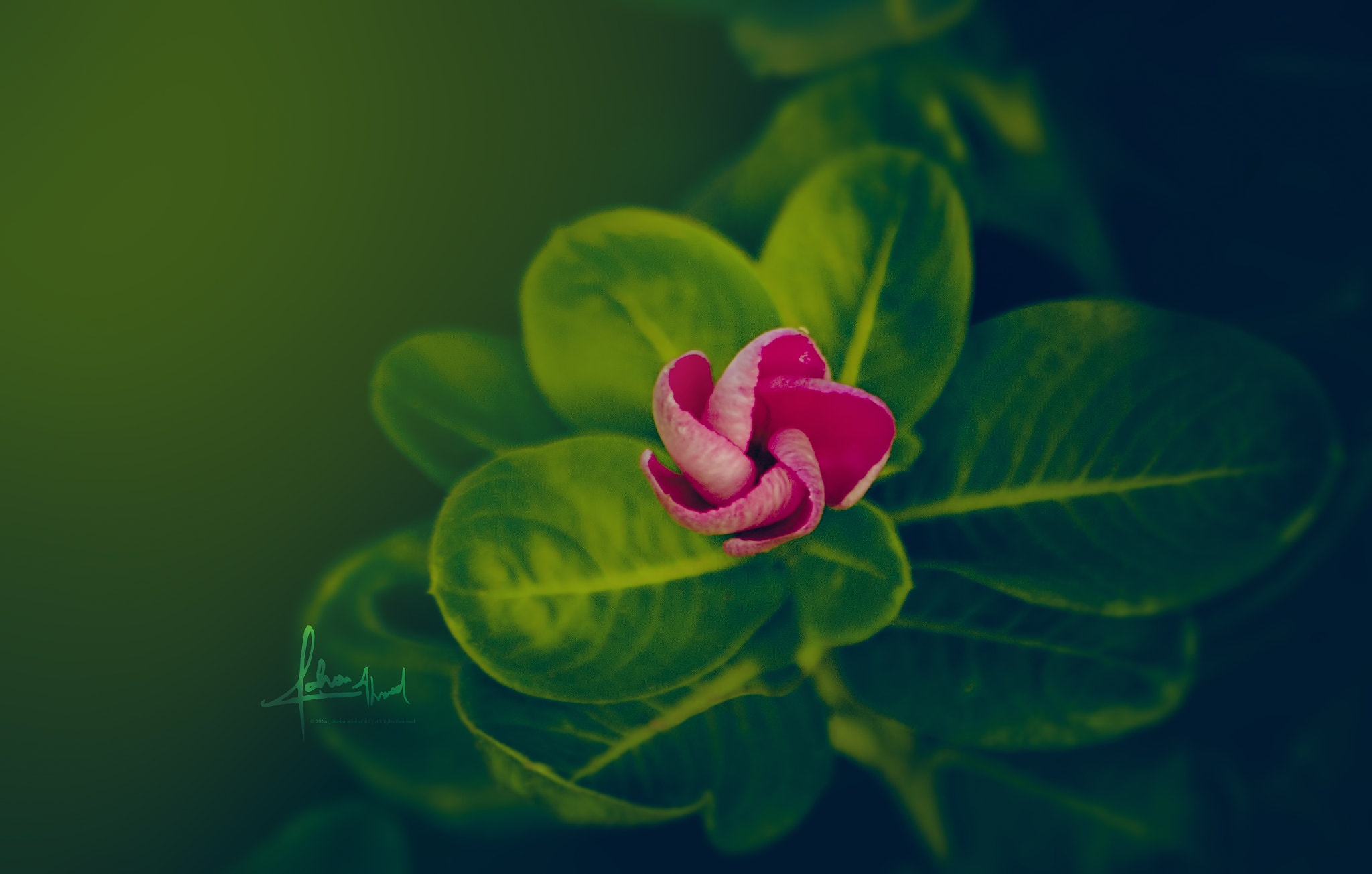 Sigma 70-300mm F4-5.6 APO DG Macro sample photo. Pink baby photography