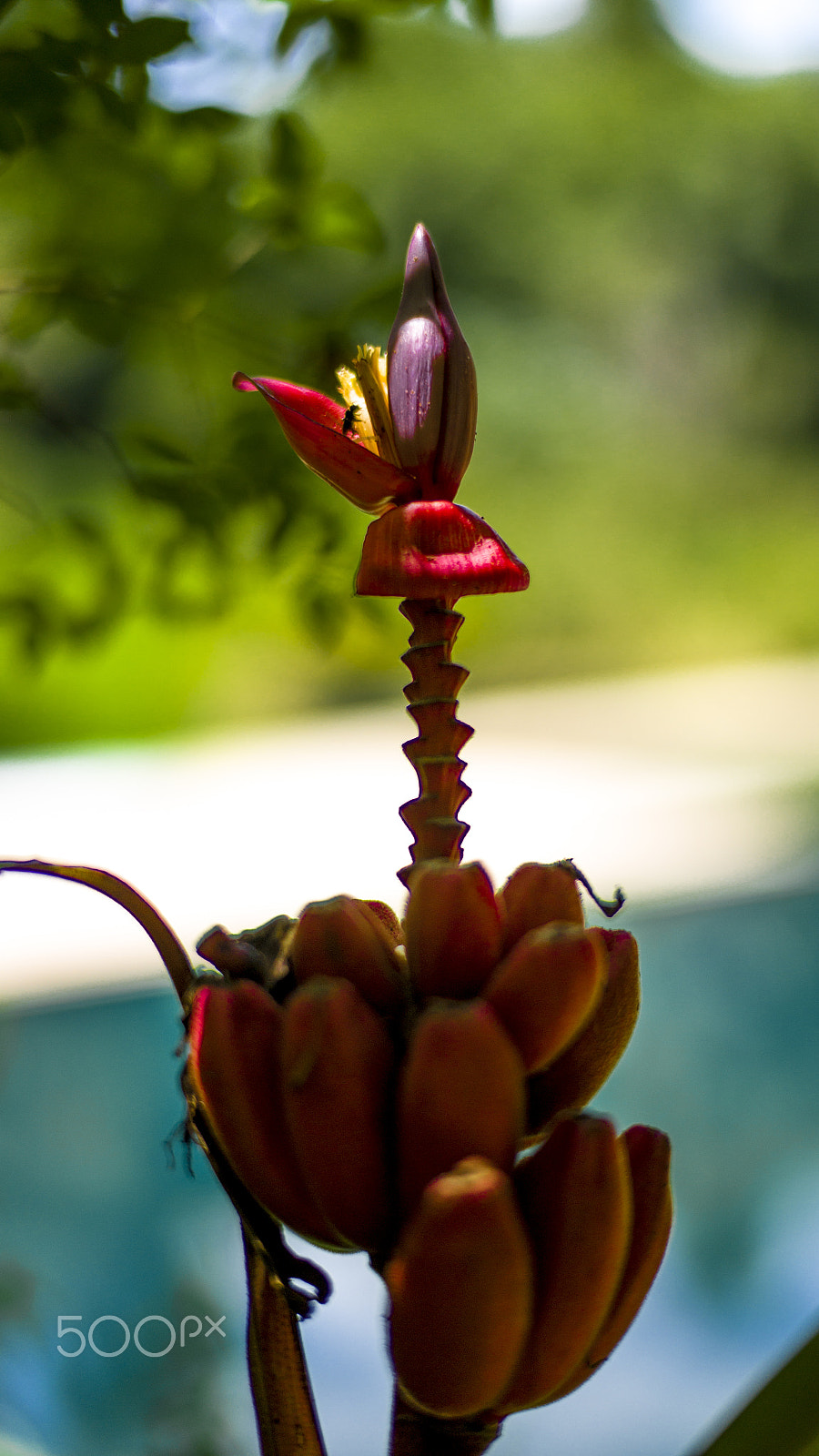 Leica M9 + Leica Summilux-M 50mm F1.4 ASPH sample photo. Inhotim brazil photography