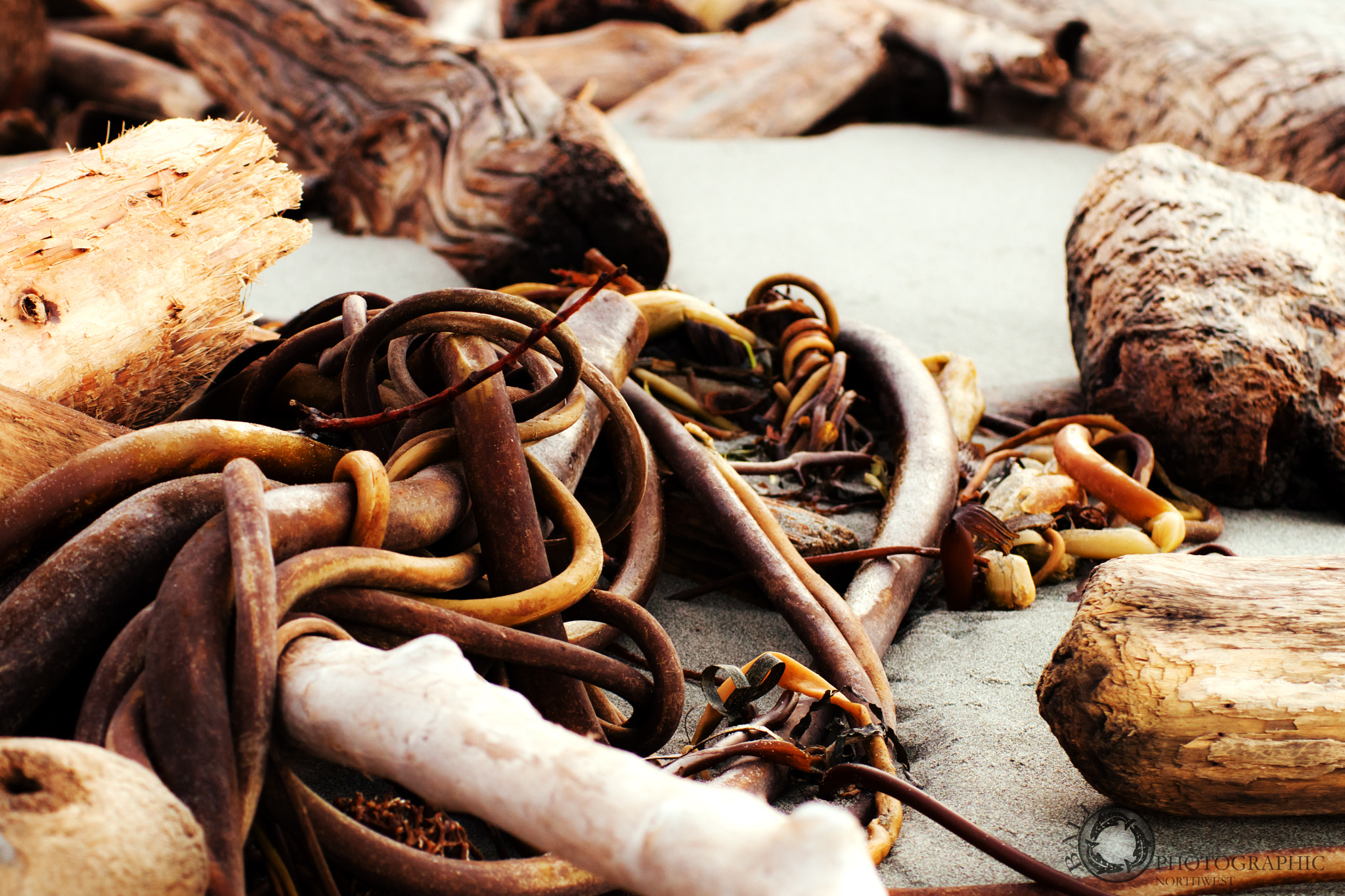 AF Zoom-Nikkor 75-300mm f/4.5-5.6 sample photo. Sji kelp & wood photography