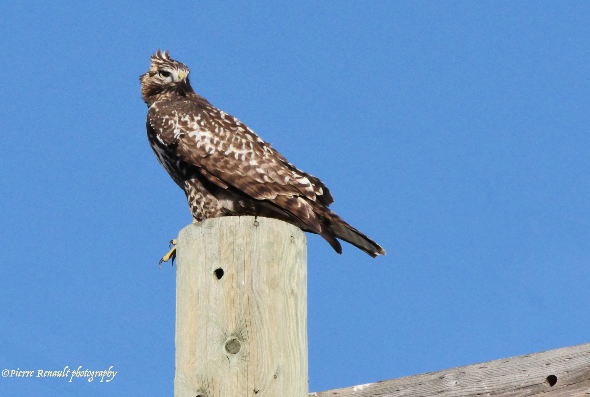 Panasonic Lumix DMC-GH4 sample photo. Windy hawk photography