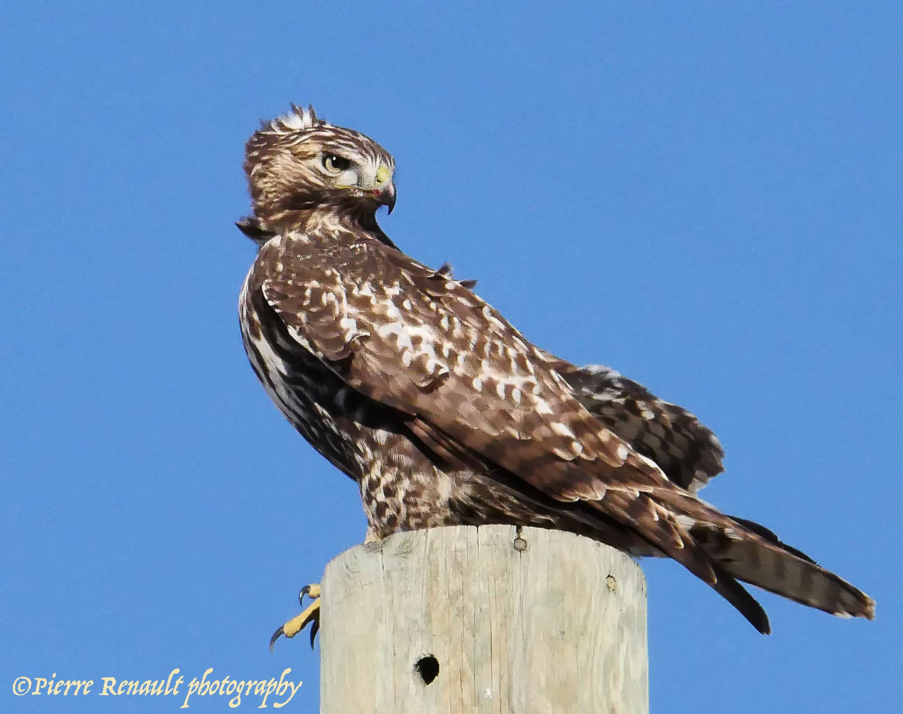 Panasonic Lumix DMC-GH4 sample photo. Prairie hawk photography