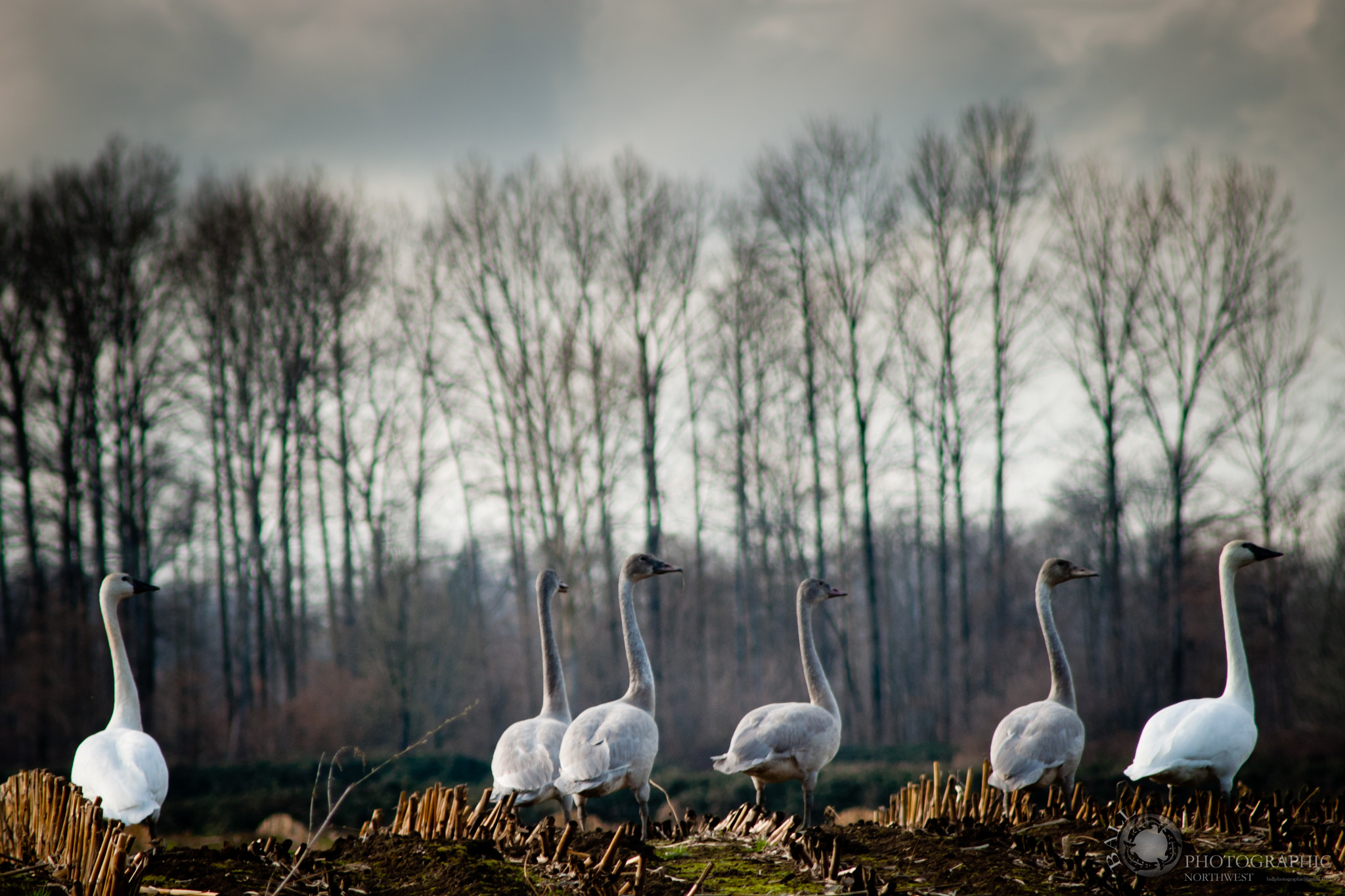 AF Zoom-Nikkor 75-300mm f/4.5-5.6 sample photo. Swans looking photography